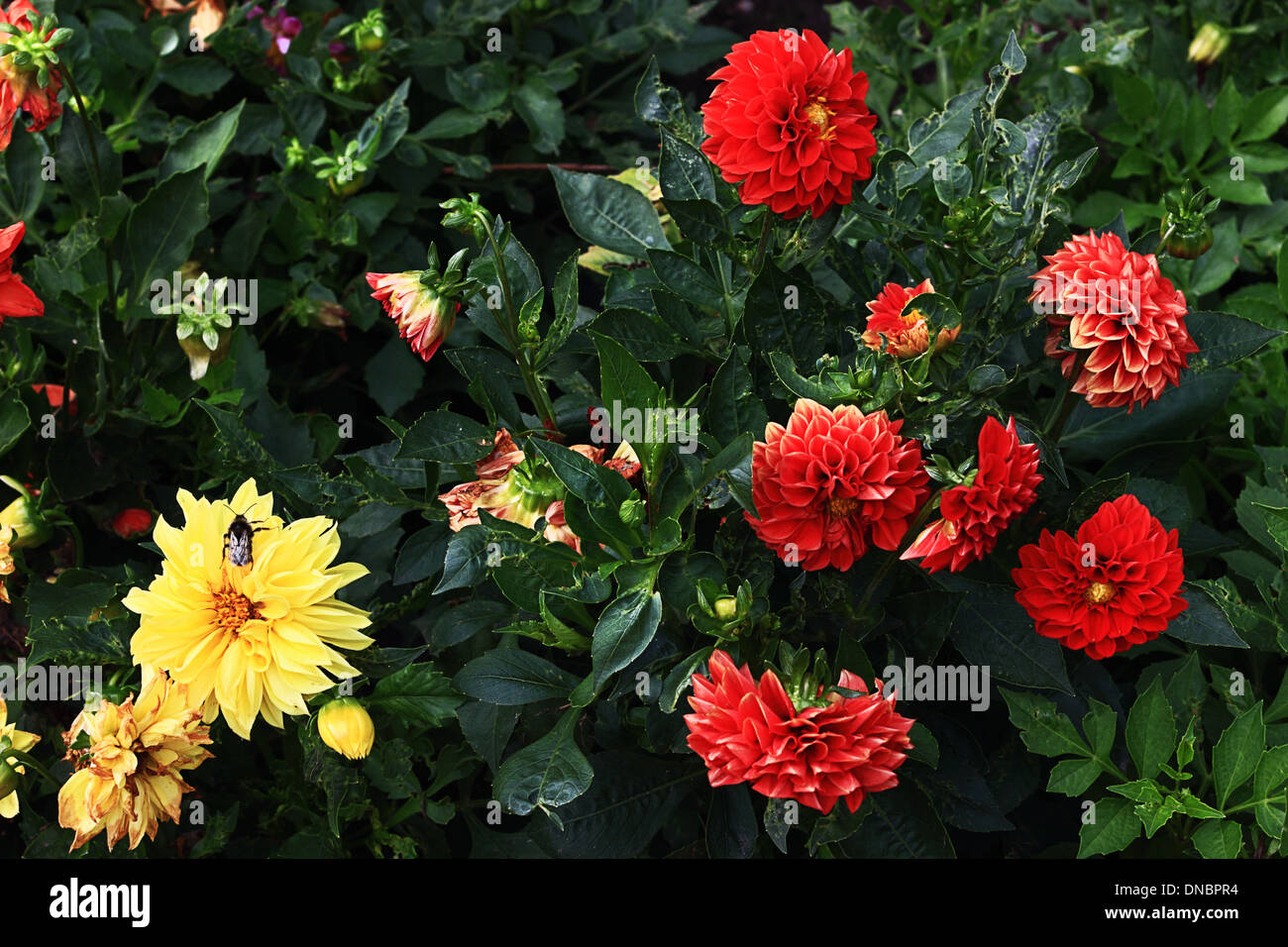 Peonies High Resolution Stock Photography and Images - Alamy