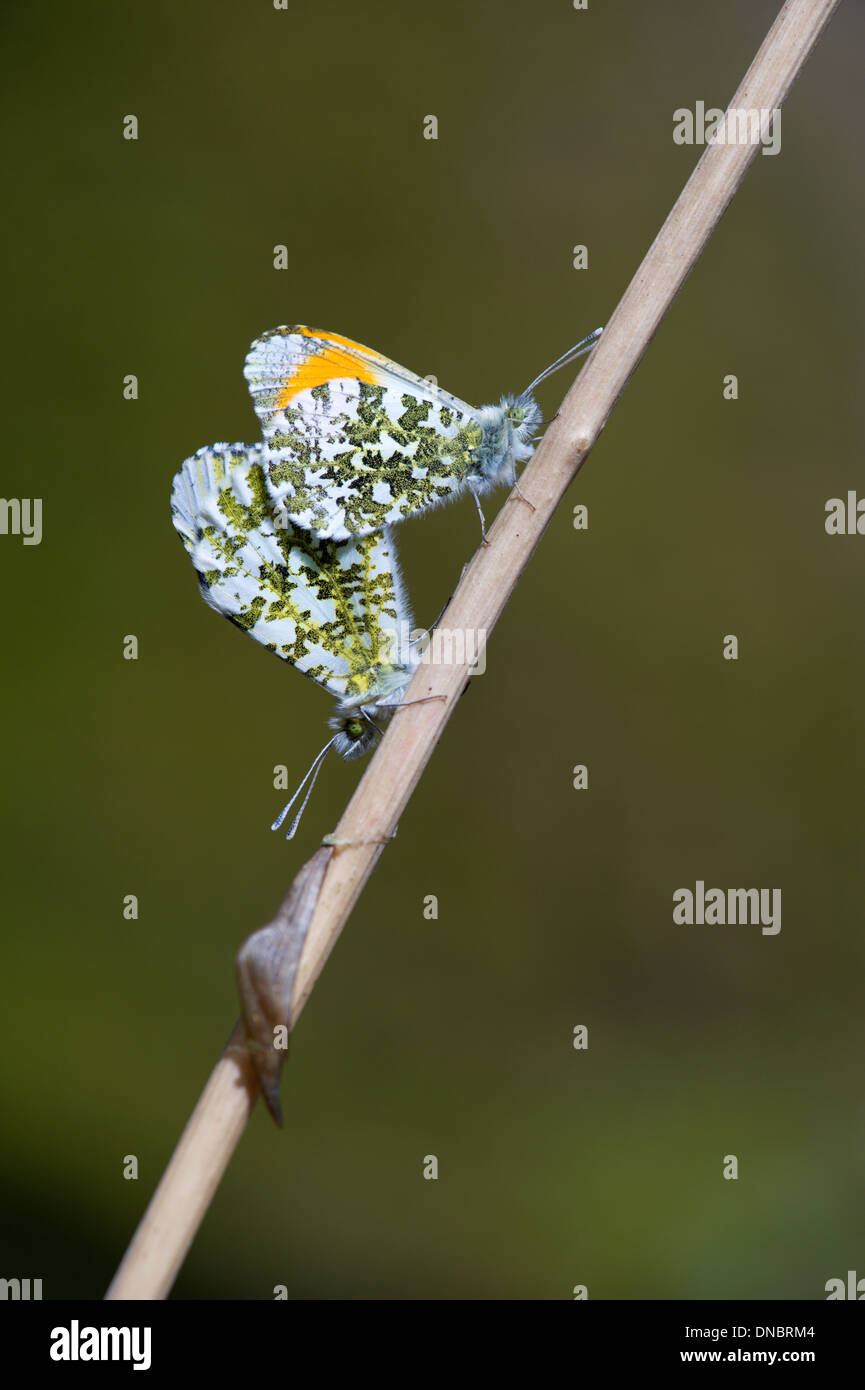 Orange tip butterflies mating above chrysalis case (Anthocharis cardamines) - UK Stock Photo