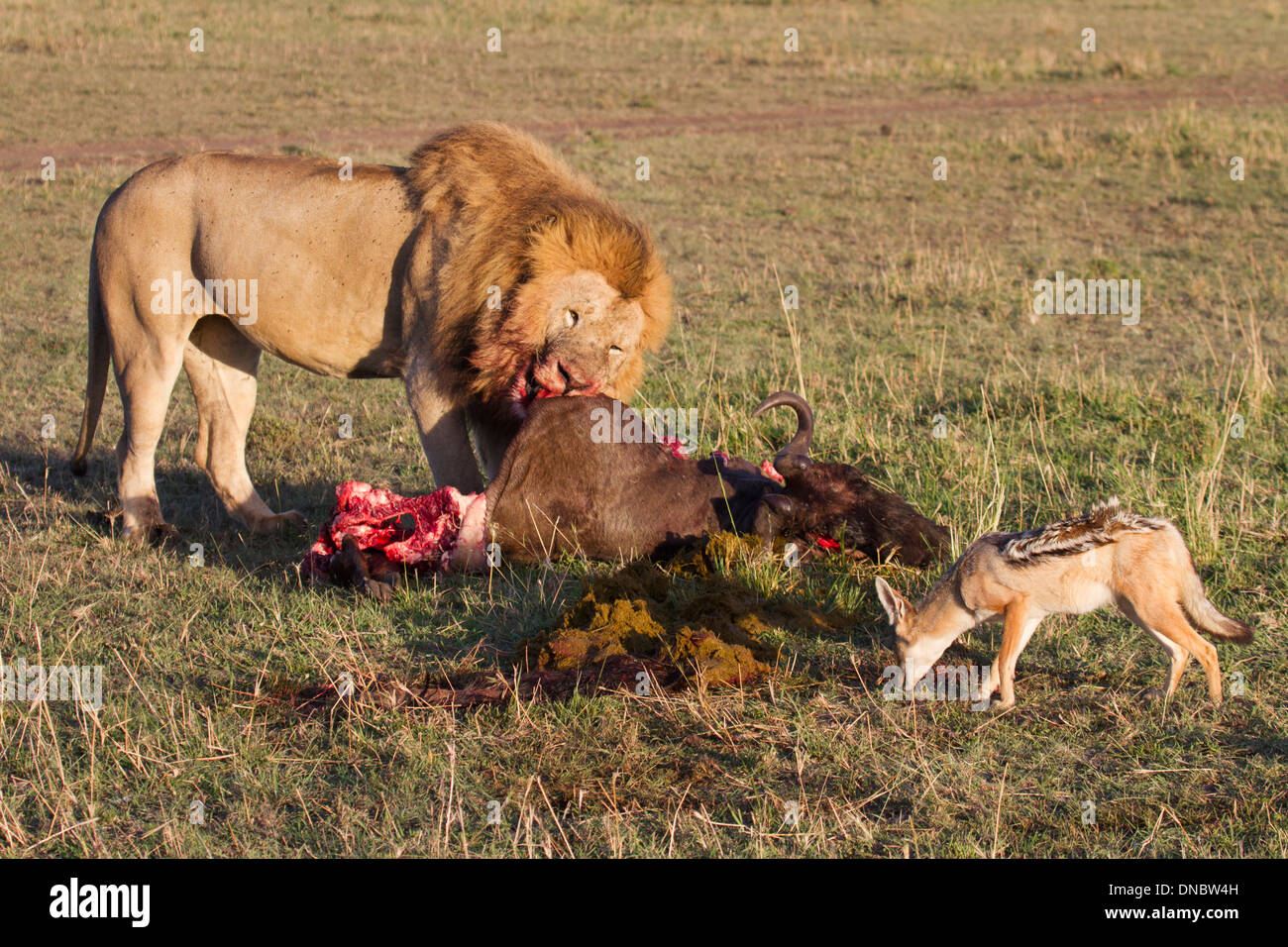 Male Lion And Black Backed Jackal On Wildebeest Kill In The Mara Stock Photo Alamy