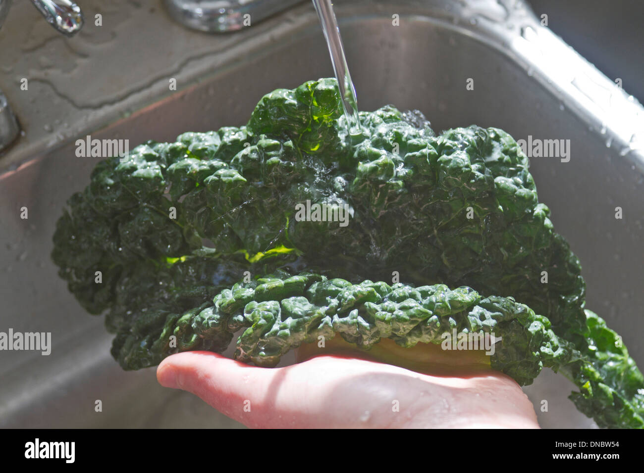 A hand washing a kale leaf in a kitchen sink Stock Photo