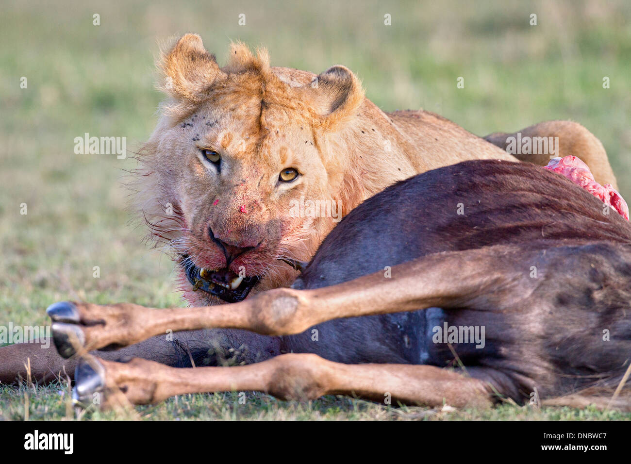 Young male lion feeding on a wildebeest in Kenya Stock Photo