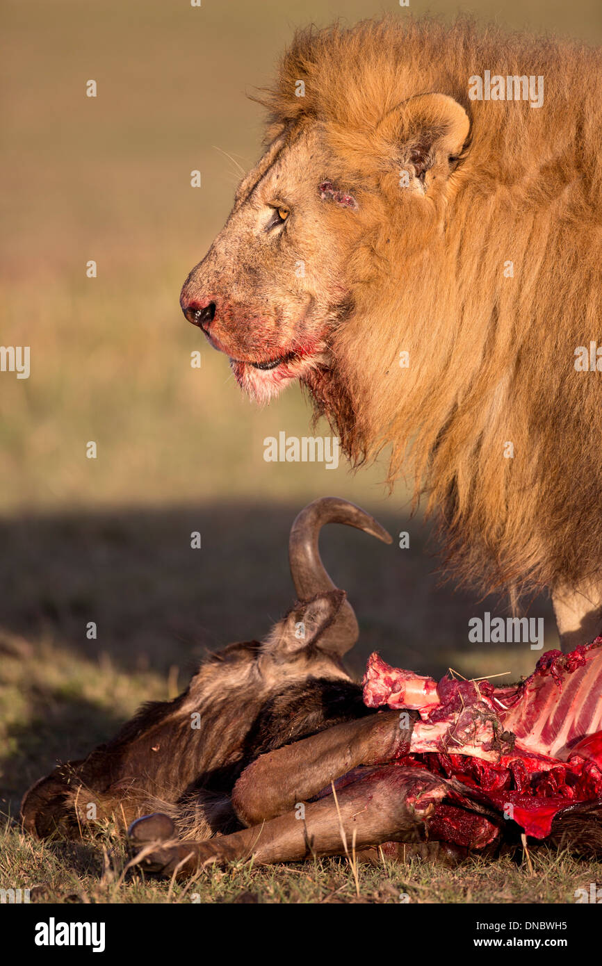 Male lion on wildebeest kill in the Masai Mara Reserve of Kenya Stock Photo