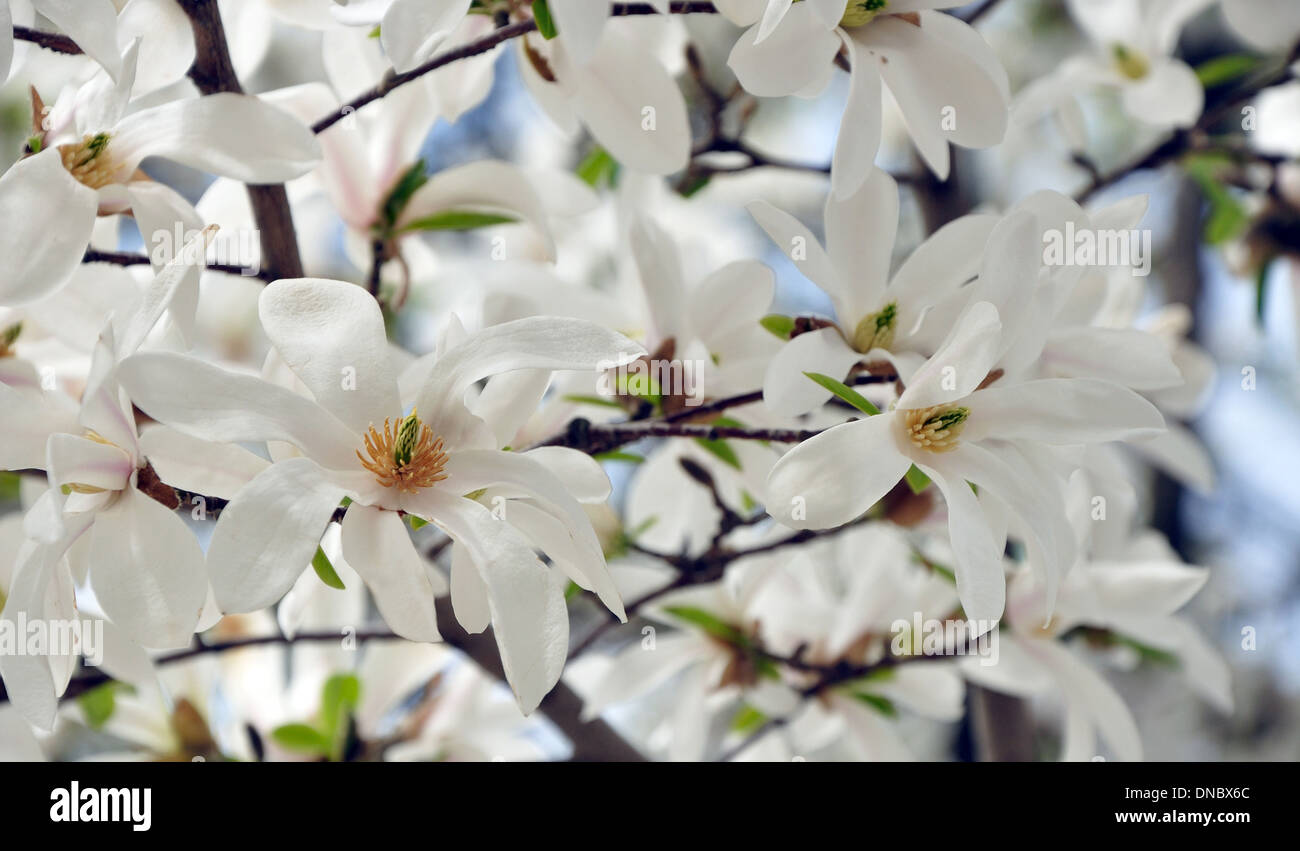 white flowers of star magnolia and blue sky behind Stock Photo - Alamy