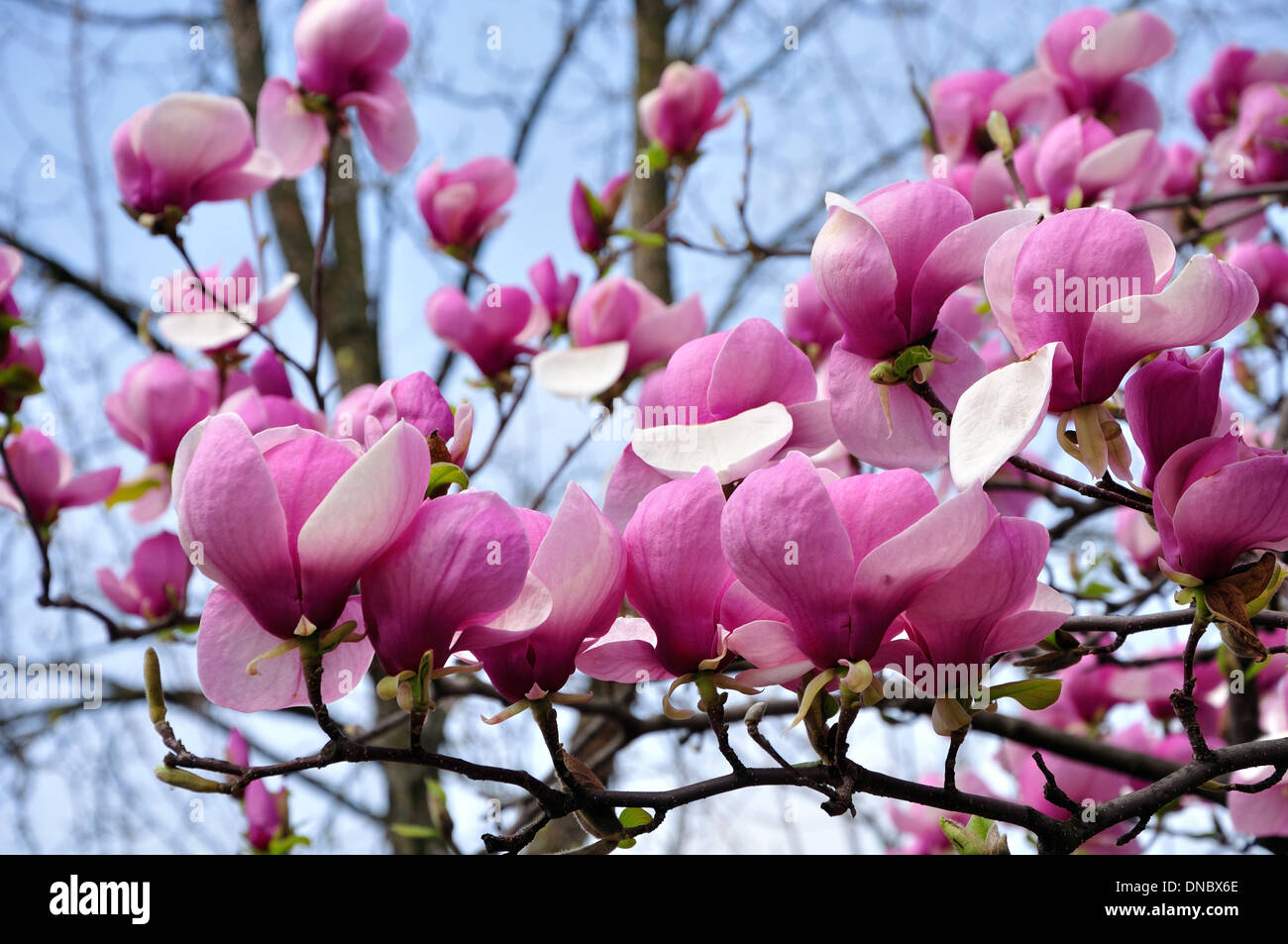 Blooming pink magnolia branch flowers hi-res stock photography and ...