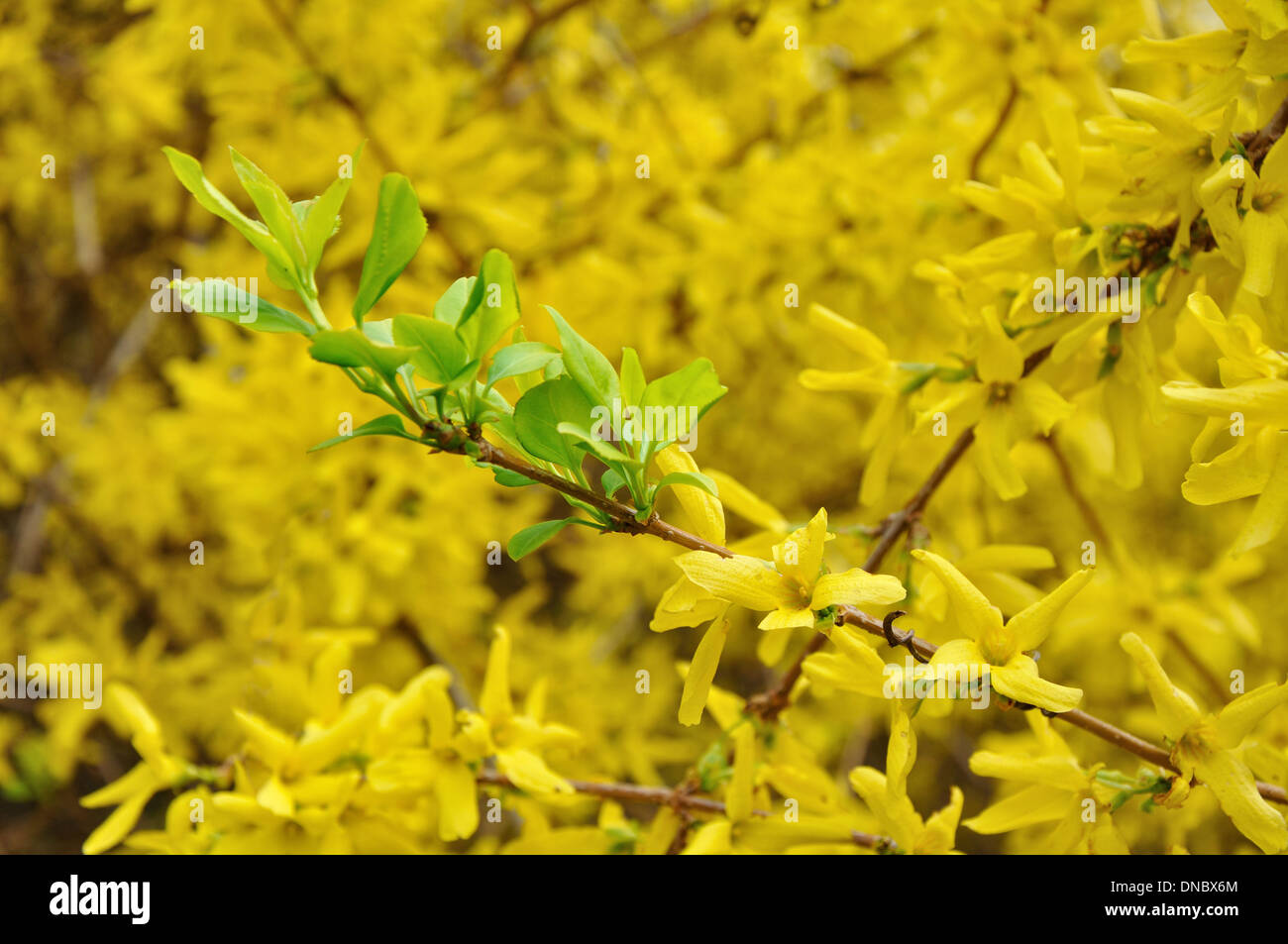 green leaves in the yellow blossom of Forsythia Stock Photo