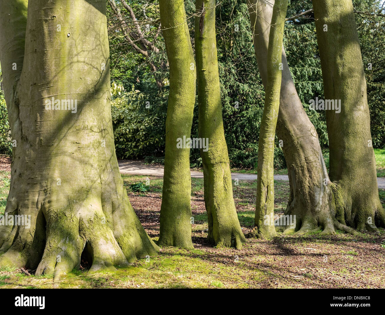 Thick and thin sunlit green tree trunks abstract Stock Photo