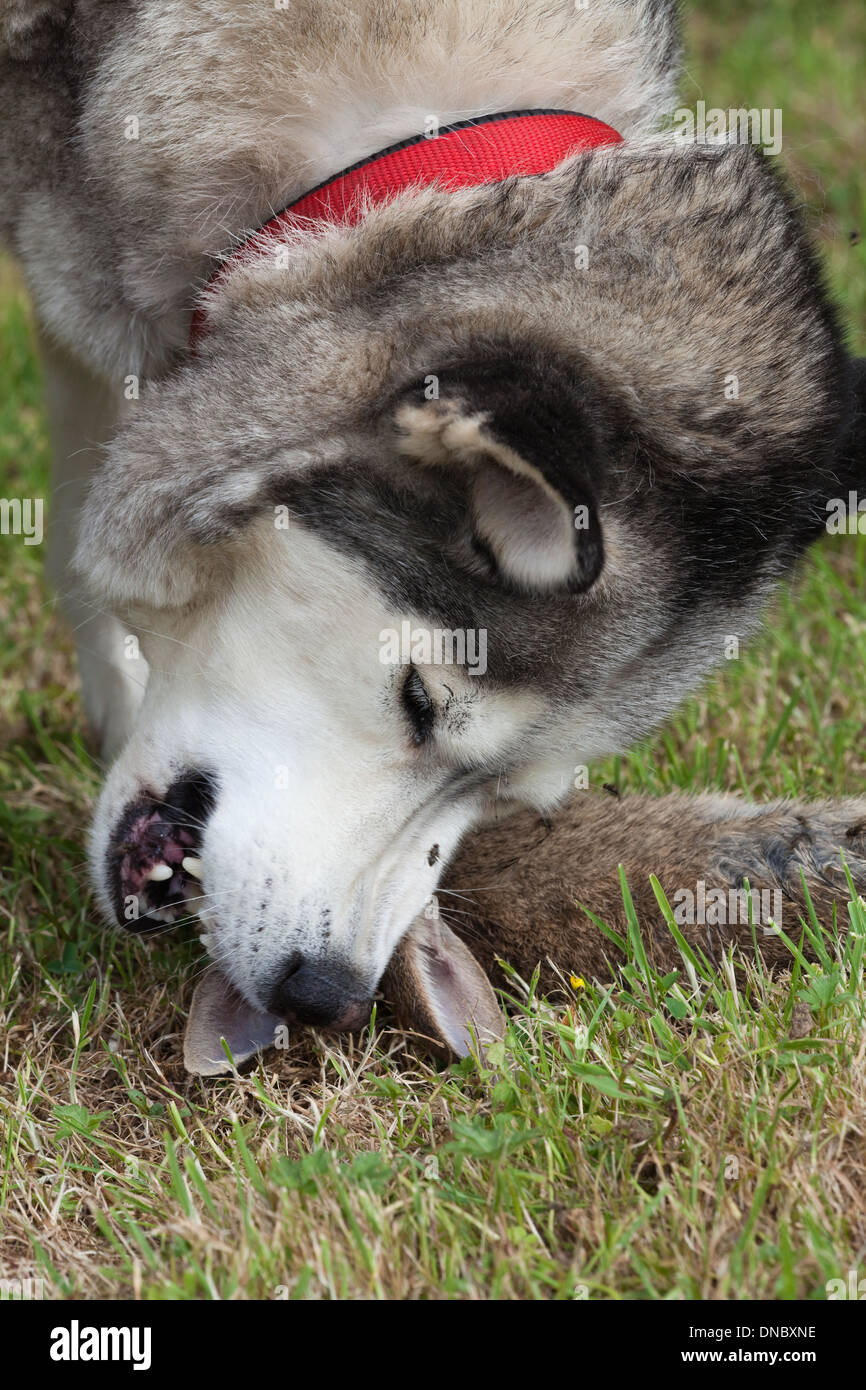 Siberian Husky (Canis lupus familiaris). About to eat a wild Rabbit ...