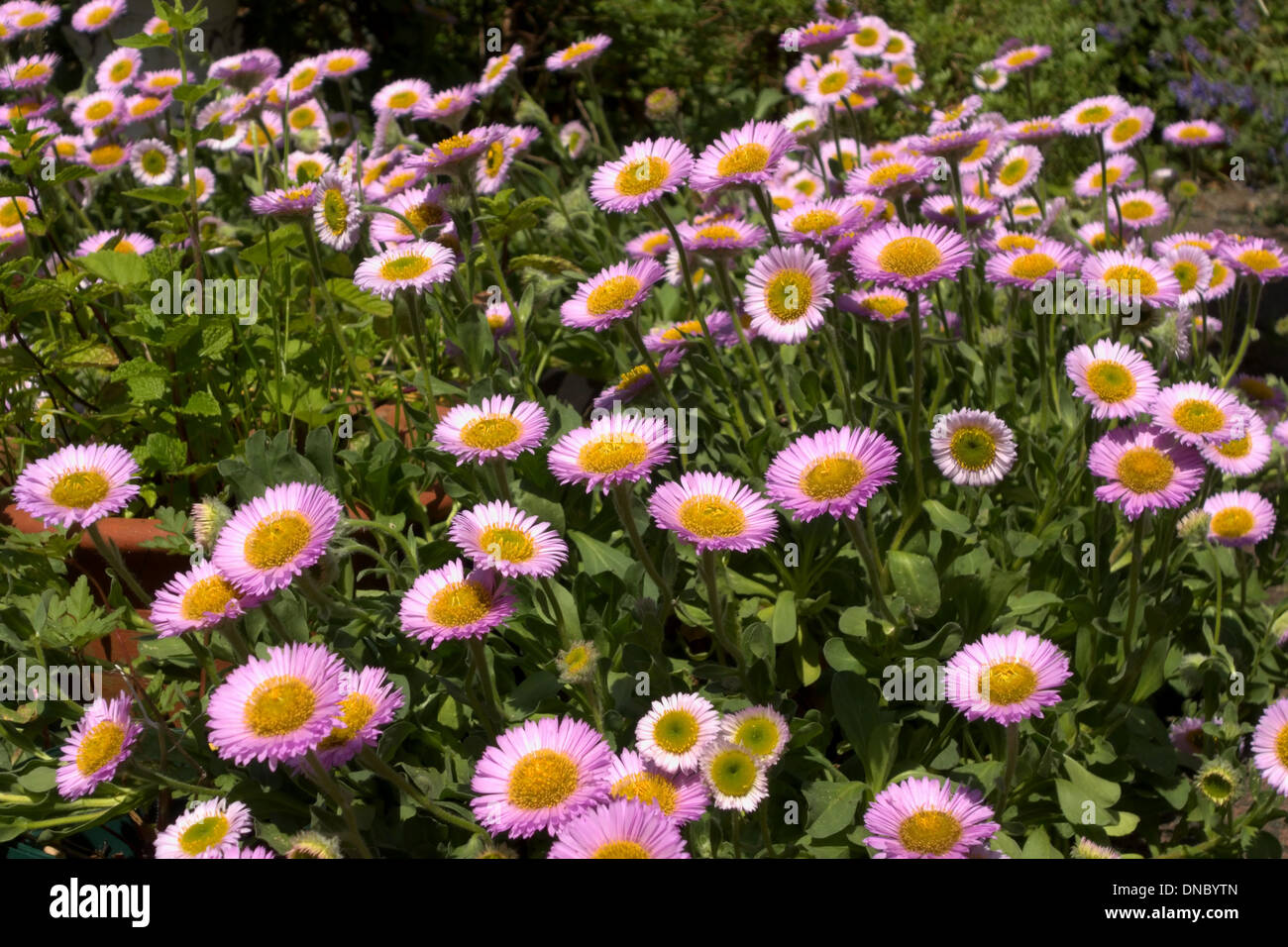 Spread of pink daisies in garden border Stock Photo Alamy