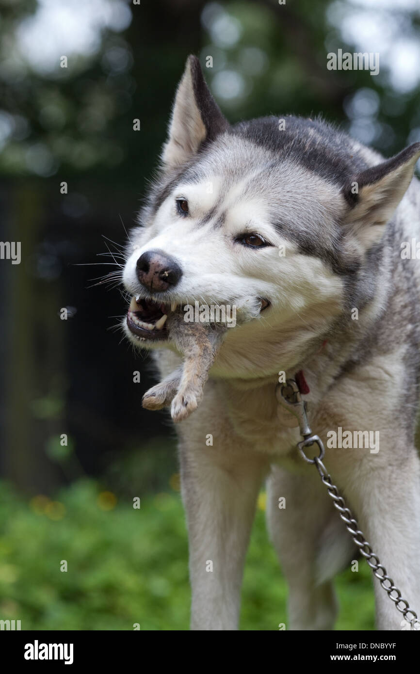 Siberian Husky (Canis lupus familiaris). Eating tail end of a Rabbit