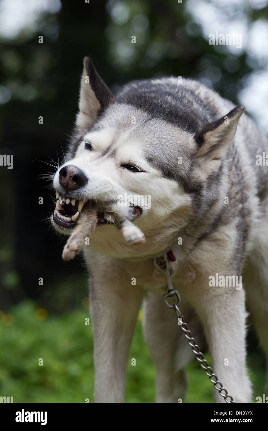 Siberian Husky (Canis lupus familiaris). Eating tail end of a Rabbit