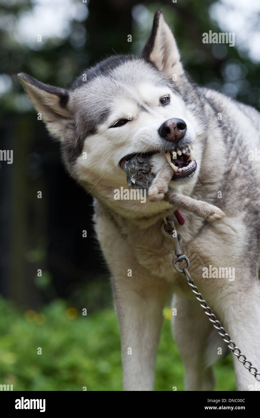 all about dogs what do wild siberian huskies eat