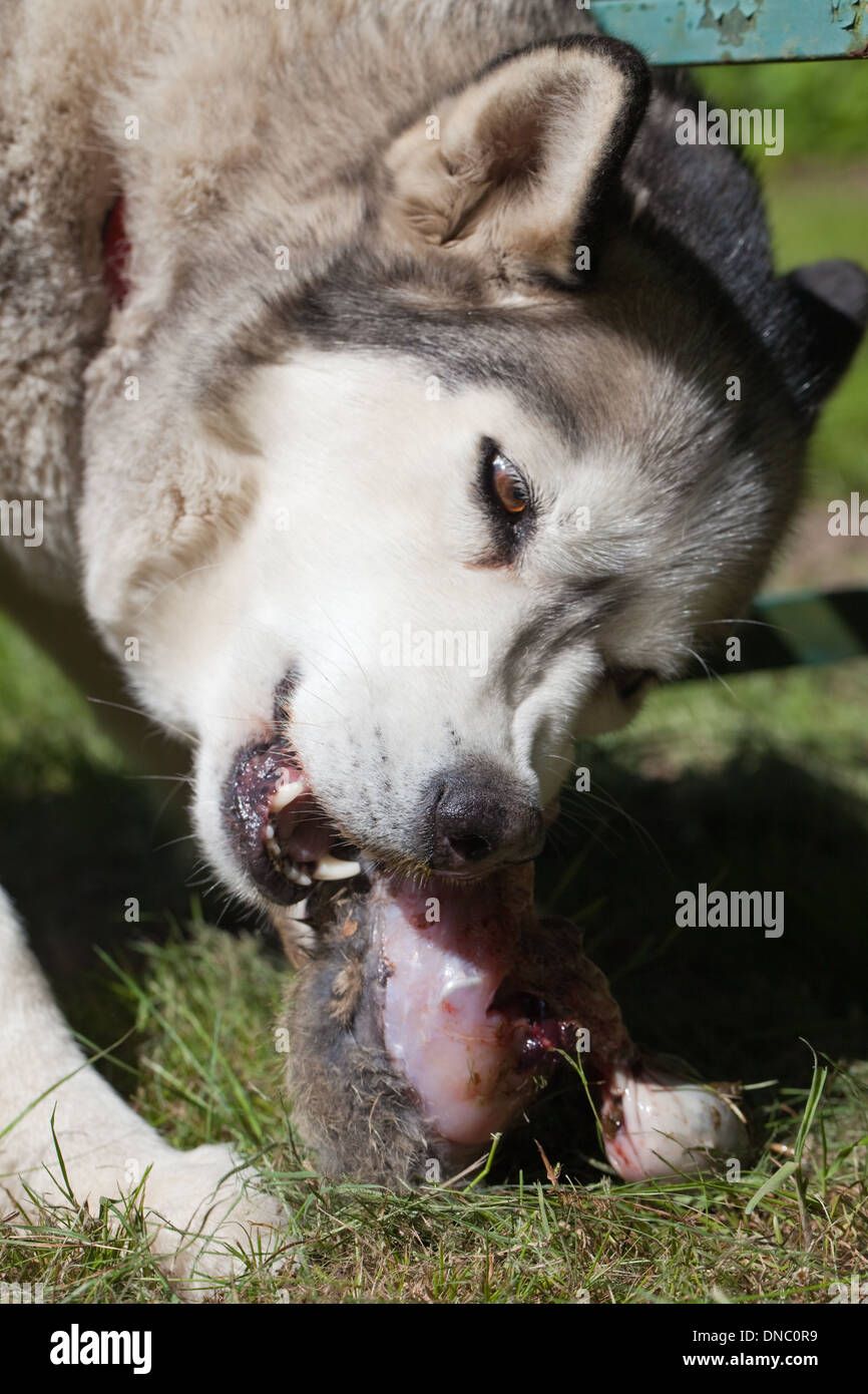 Domestic Dog, breed; Siberian Husky (Canis lupus familiaris), using carnassial teeth to break up a caught Rabbit carcass. Stock Photo