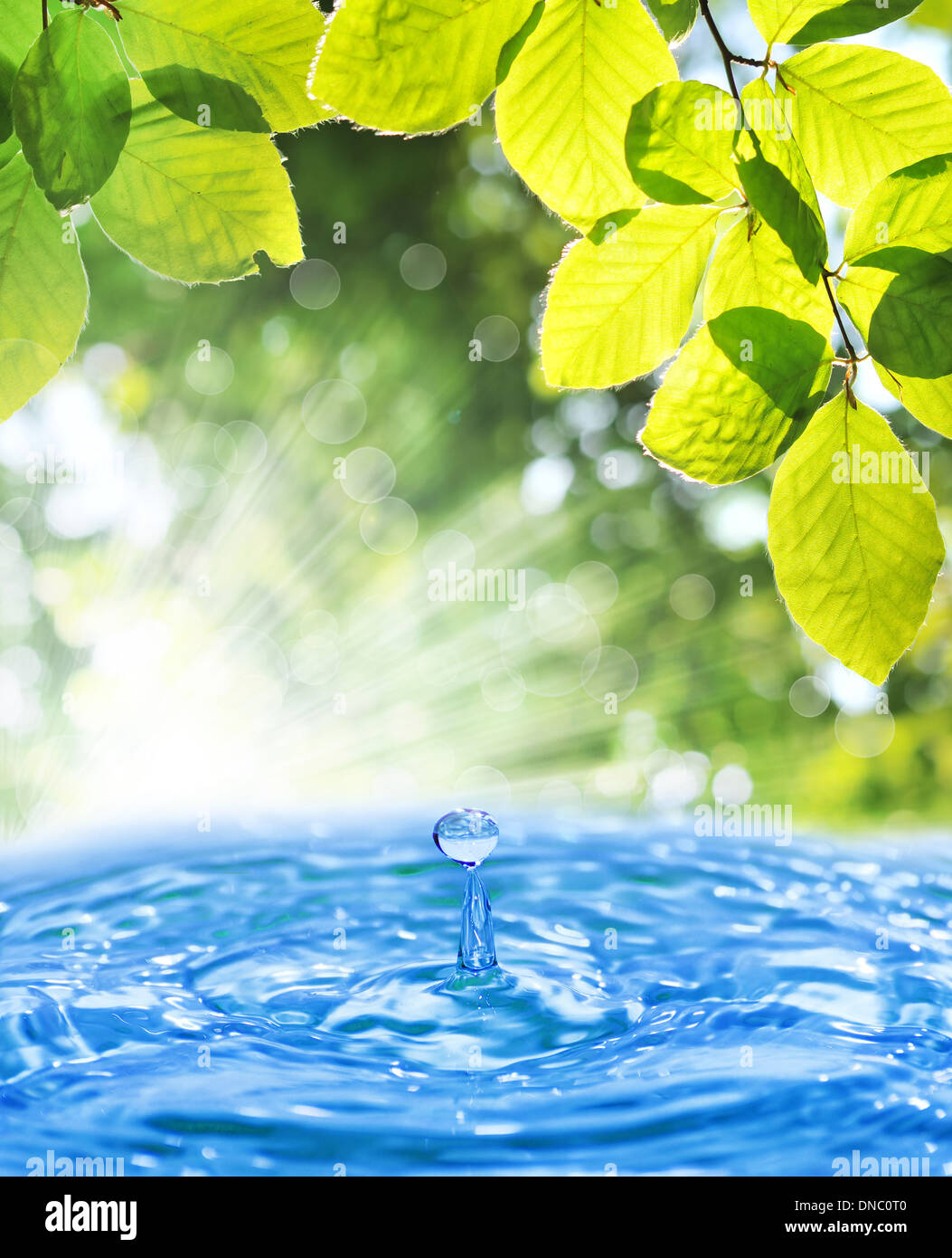 Water drop from green leaf on summer background Stock Photo - Alamy