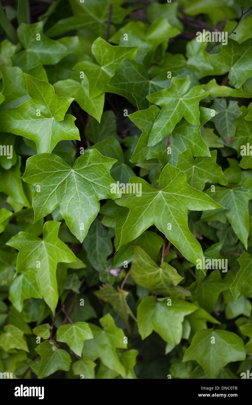 Ivy (Helix helix). Leaves of differing shapes and sizes growing on a wall. Sussex. June. Stock Photo