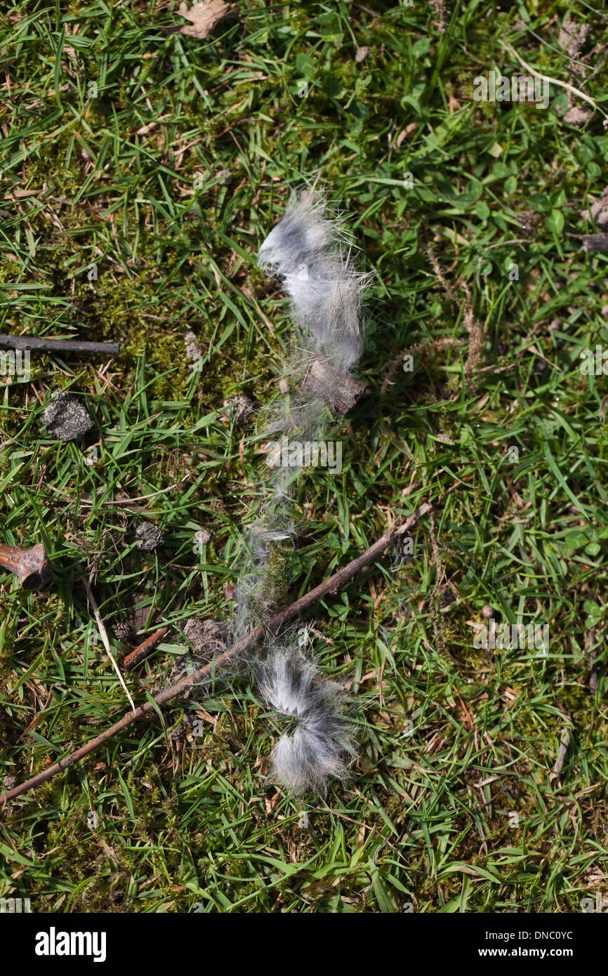 Rabbit fur (Oryctolagus cuniculus). Evidence of a recent scuffle, or fight, where one animal attempted to displace another. Stock Photo