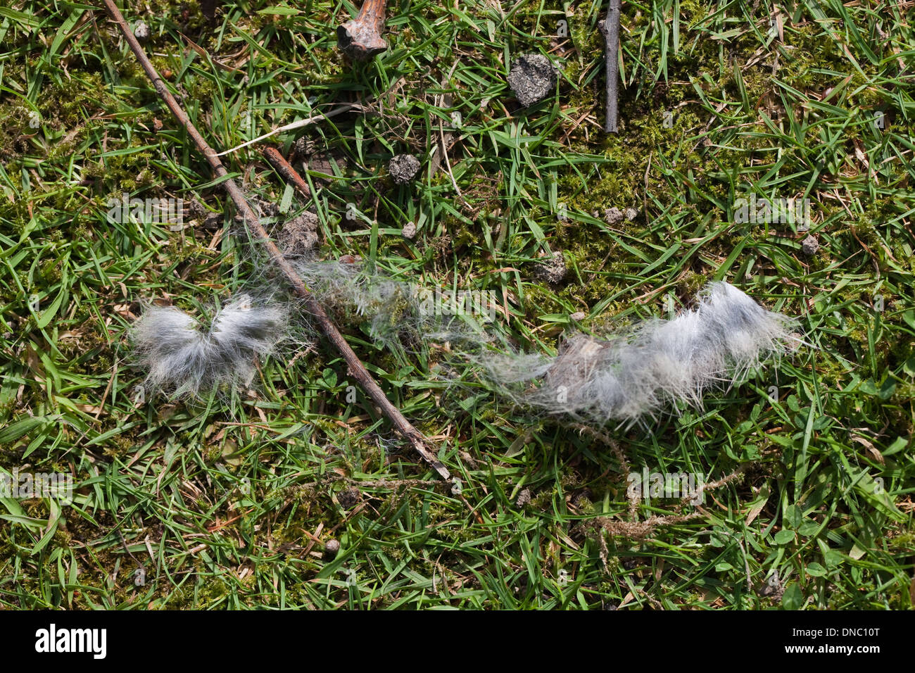 Rabbit fur (Oryctolagus cuniculus). Evidence of a recent scuffle, or fight, where one animal attempted to displace another. Stock Photo