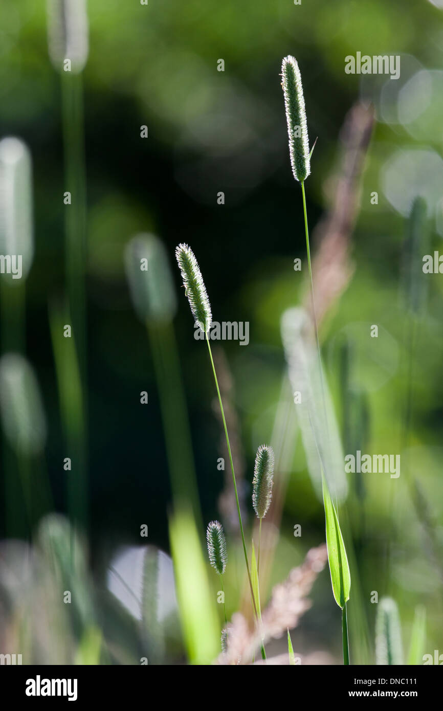 Grass seed heads meadow hires stock photography and images Alamy