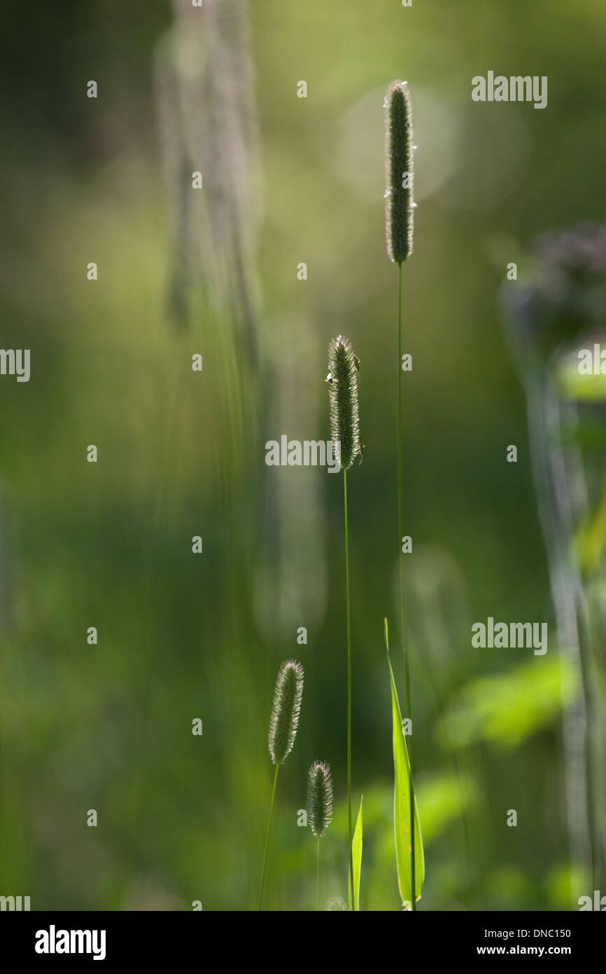 Timothy hay hires stock photography and images Alamy