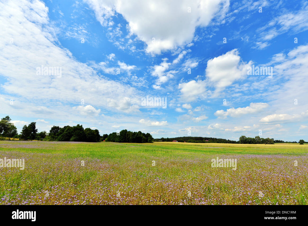 Summer landscape with clouds and flowers field Stock Photo - Alamy