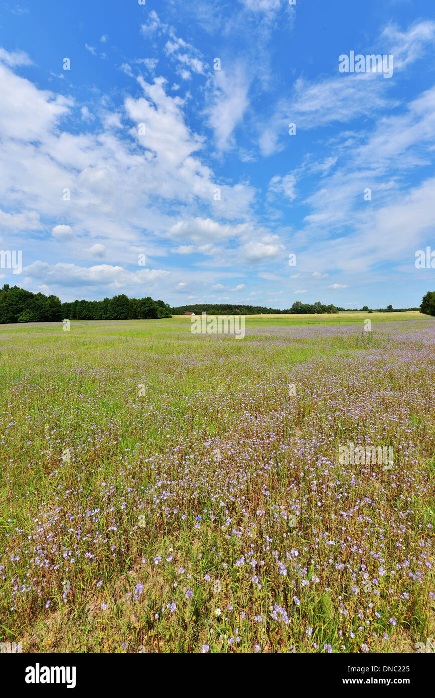 Summer landscape with clouds and flowers field Stock Photo - Alamy