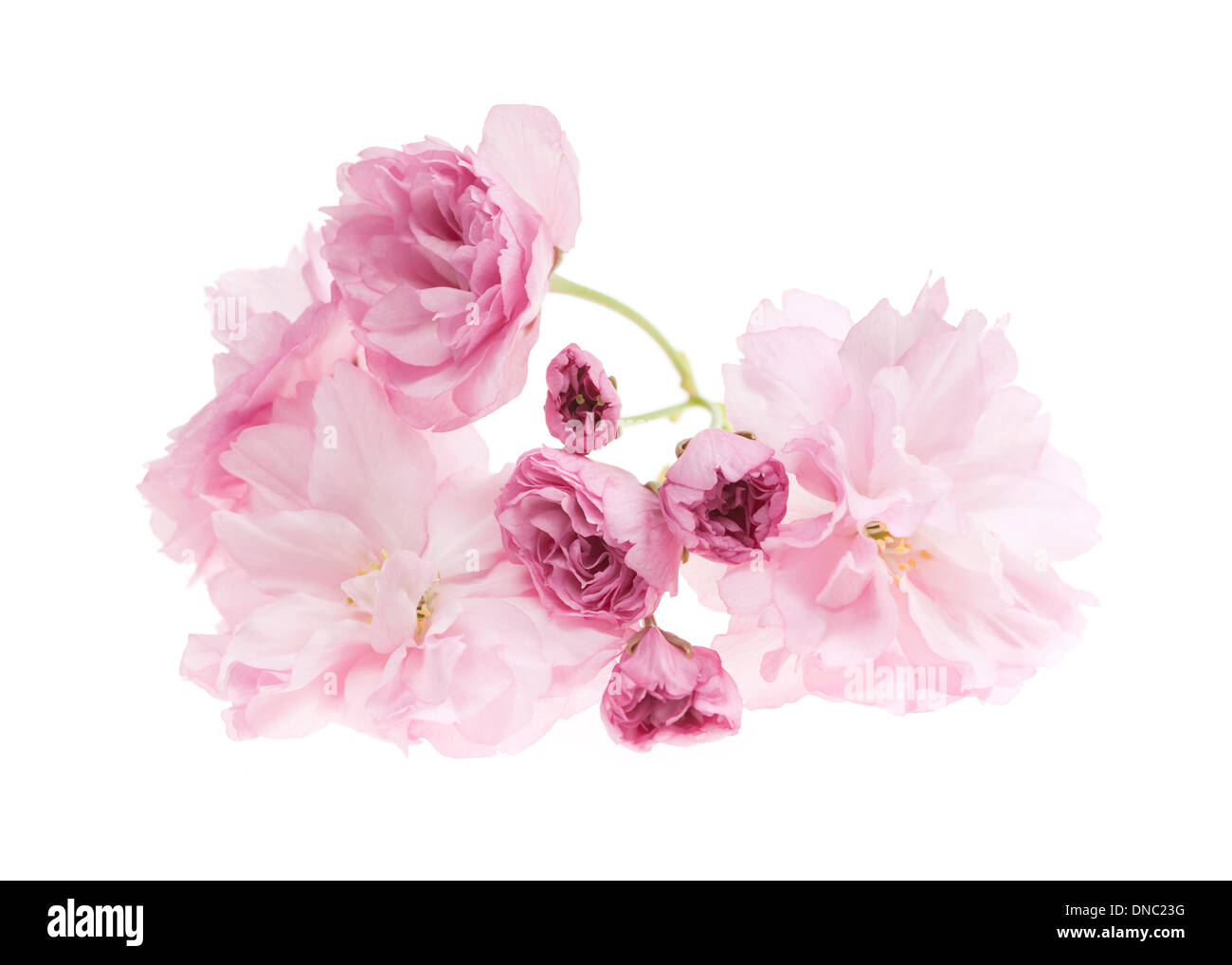 Pink cherry blossom flowers close up isolated on white background Stock Photo