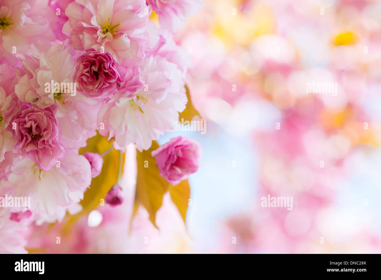 Pink cherry blossom flowers on flowering tree branch blooming in spring ...