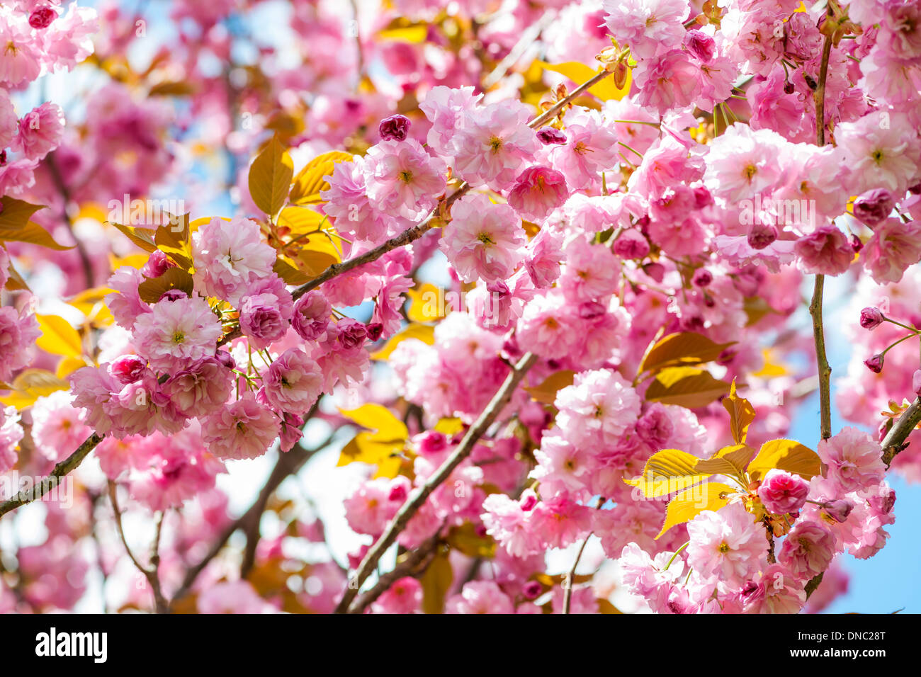Pink cherry blossom flowers on flowering tree branches blooming in ...