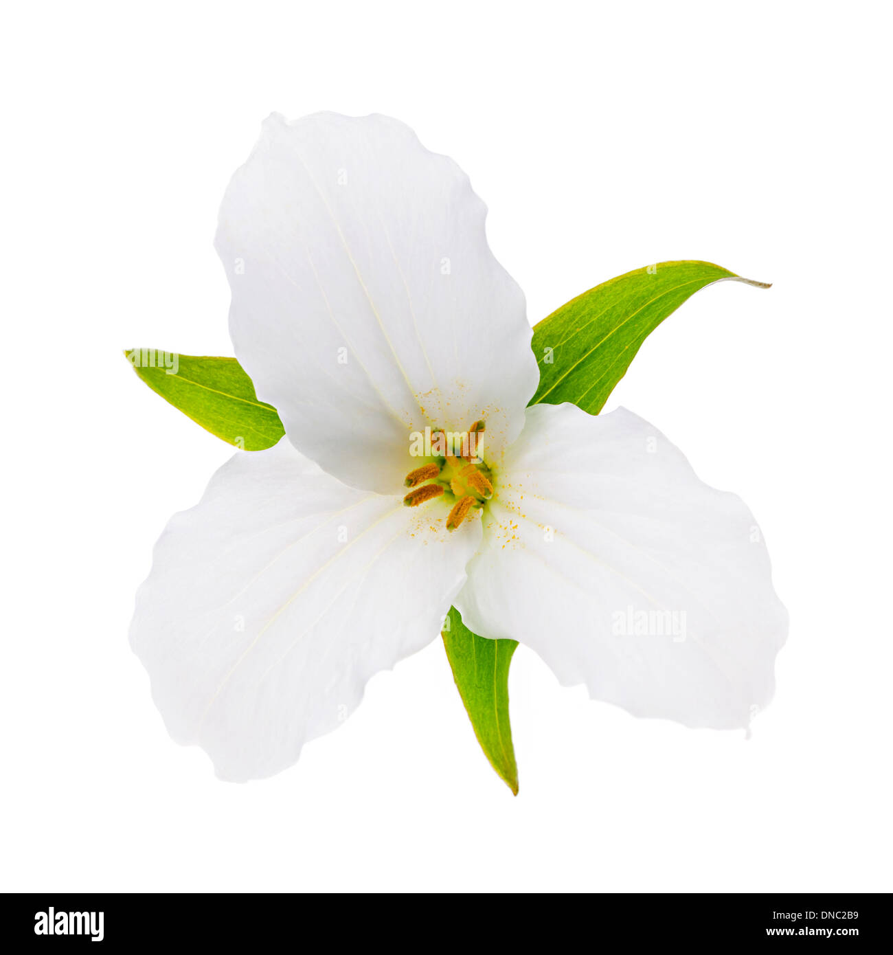 Trillium Ontario provincial flower with leaves isolated on white background Stock Photo