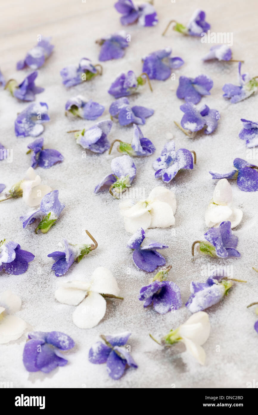Candied sugared violet flowers drying on parchment paper Stock Photo
