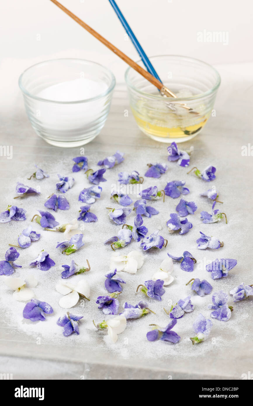 Making candied violet flowers with egg whites and sugar Stock Photo