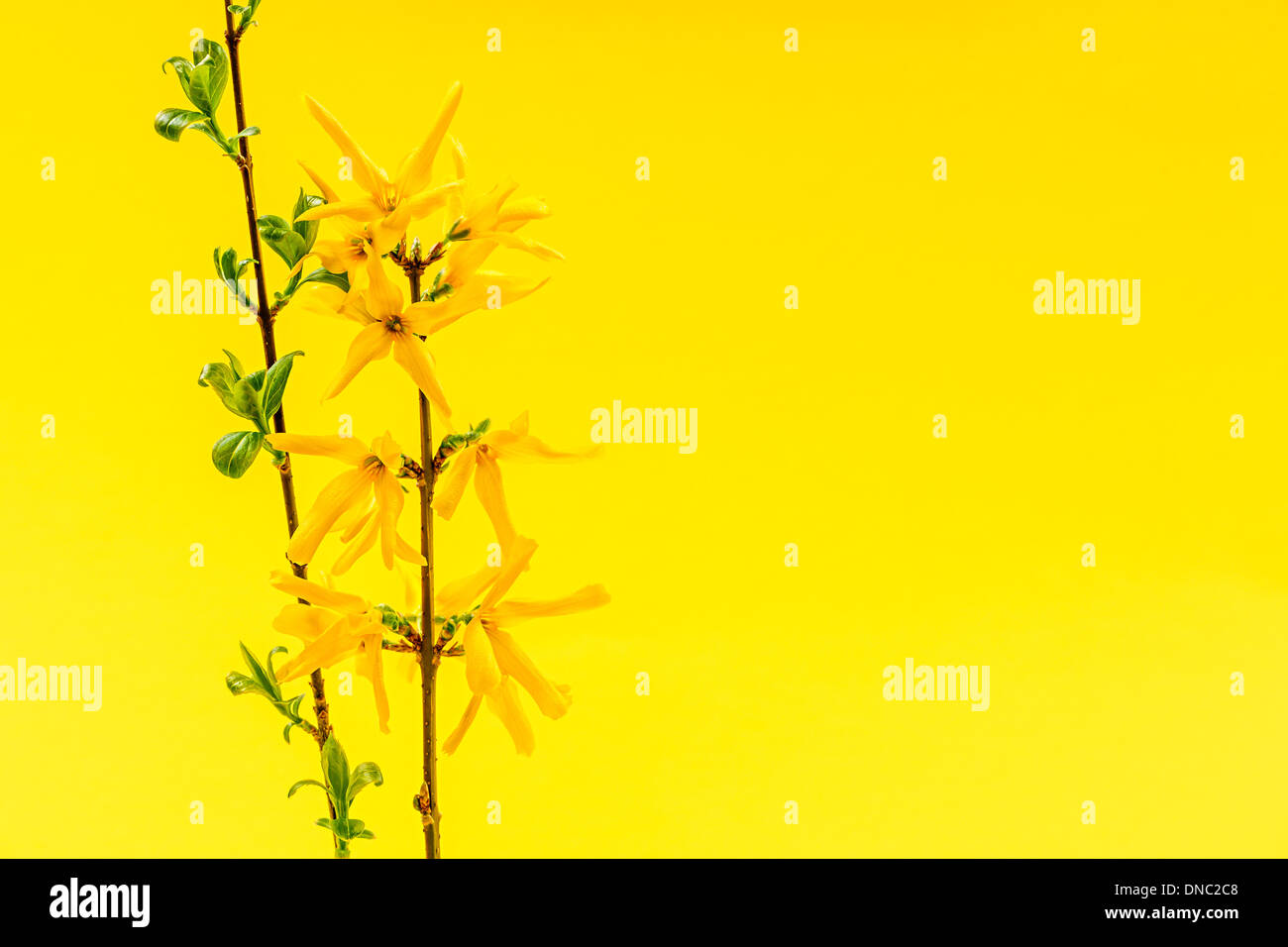 Spring yellow background with fresh forsythia flowers and branches Stock Photo