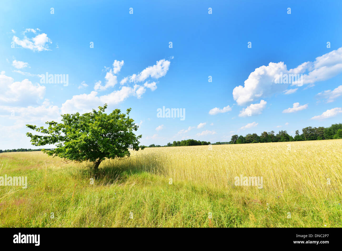 Beautiful summer landscape with rye field and blue cloudy sky Stock ...