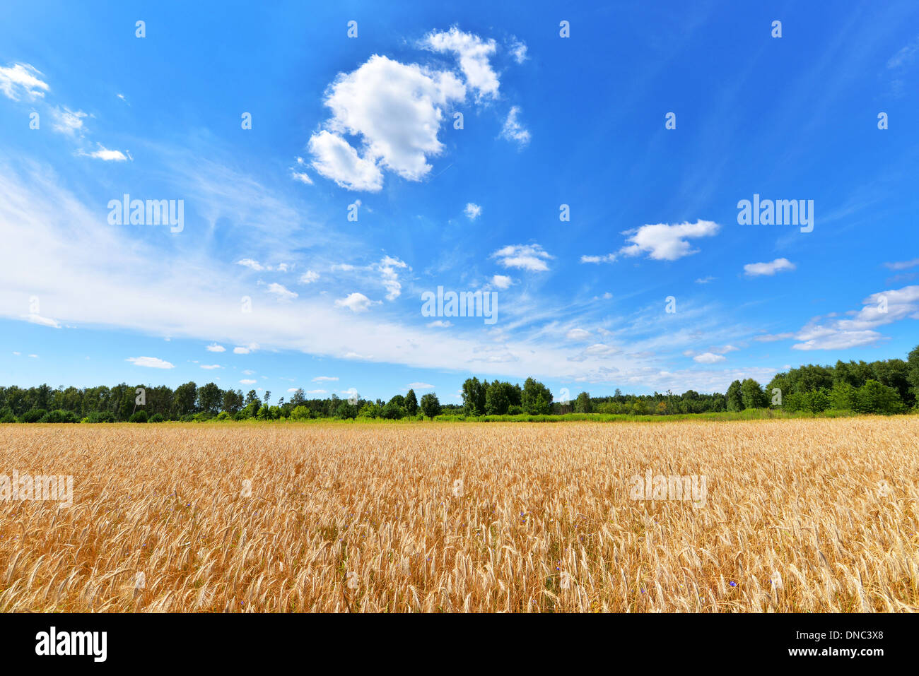 Summer landscape - Wheat field and blue sky with clouds Stock Photo - Alamy