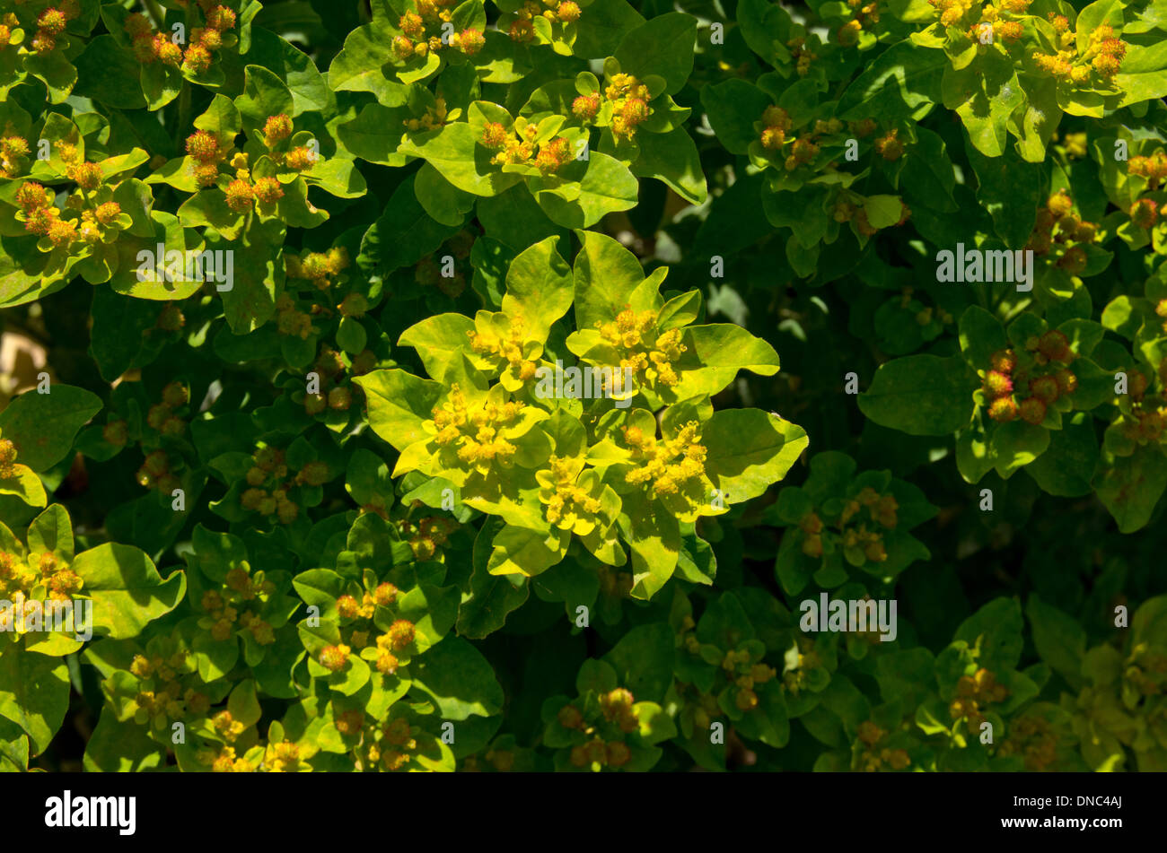 Euphorbia polychroma cushion spurge Stock Photo