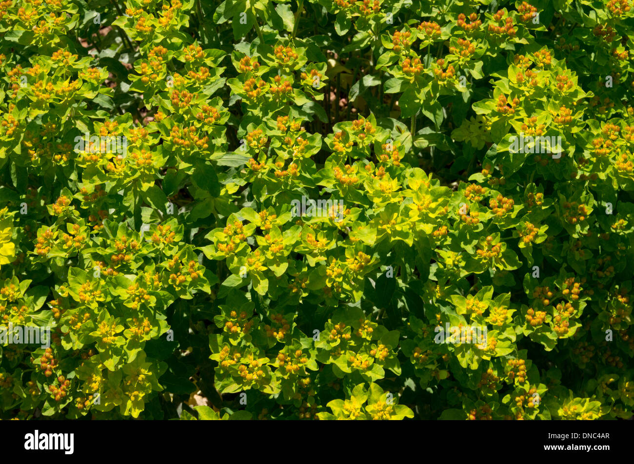 Euphorbia polychroma cushion spurge Stock Photo