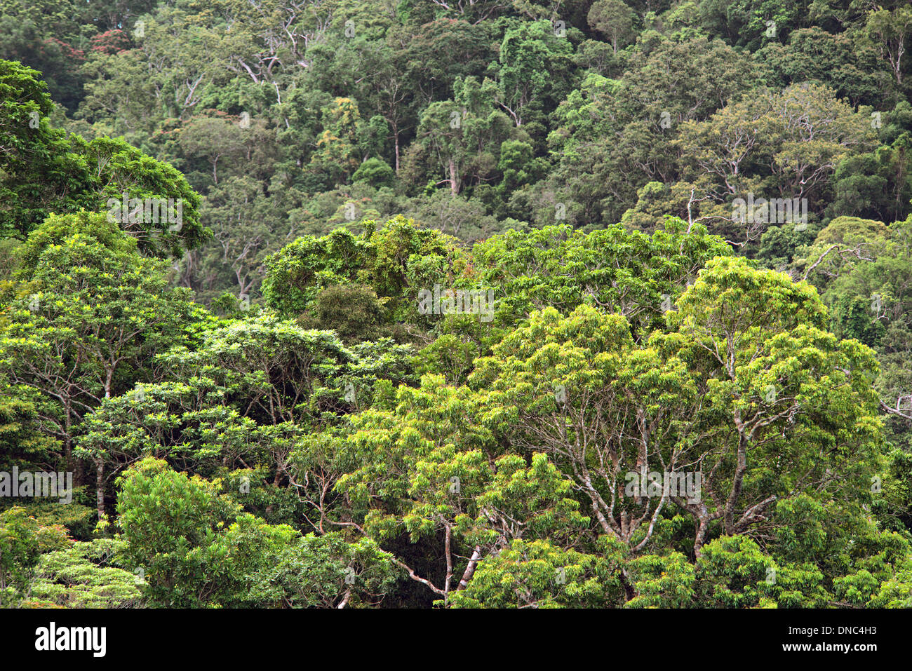 Daintree National Park, Queensland, Australia Stock Photo