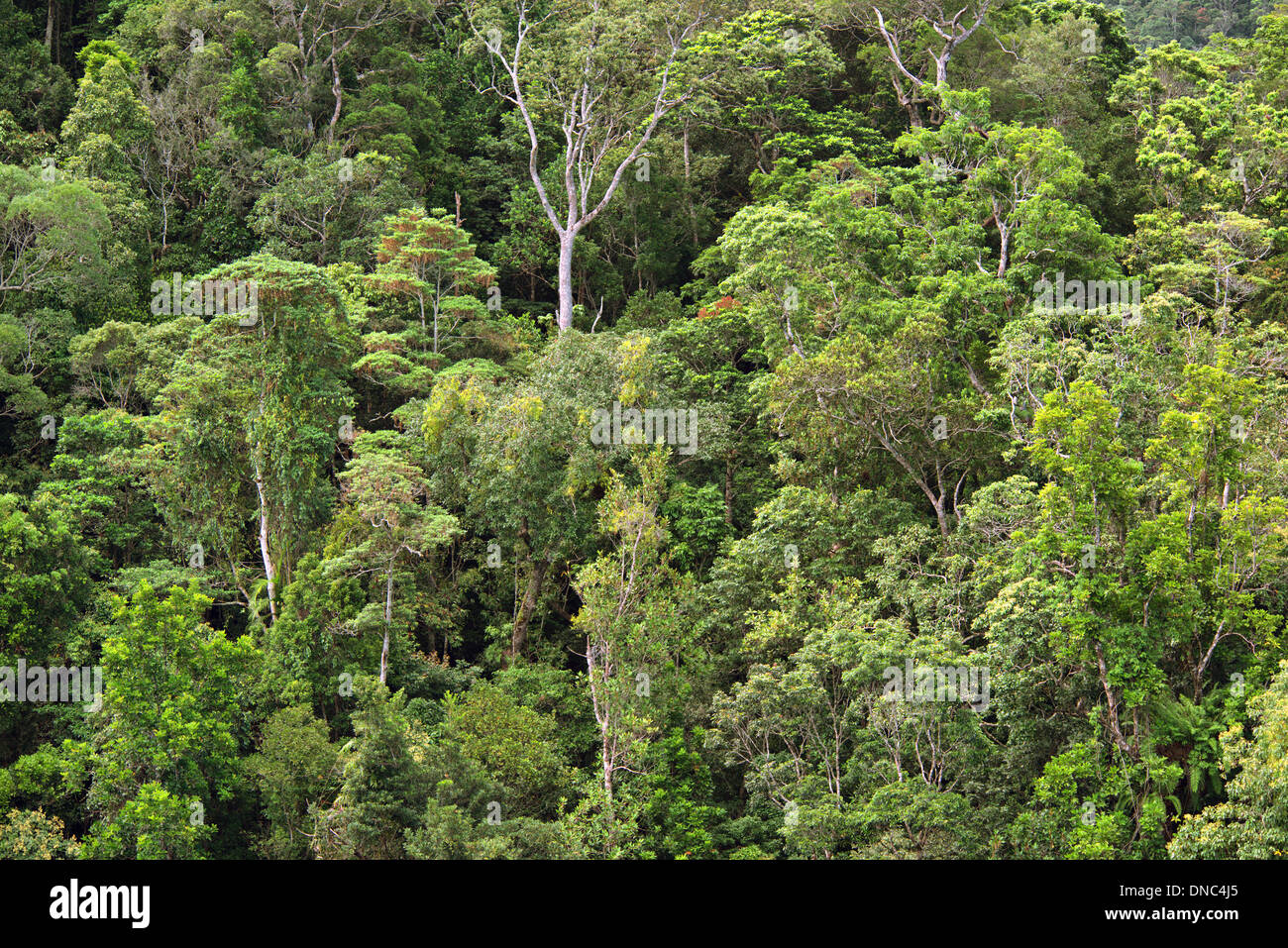 Daintree National Park, Queensland, Australia Stock Photo