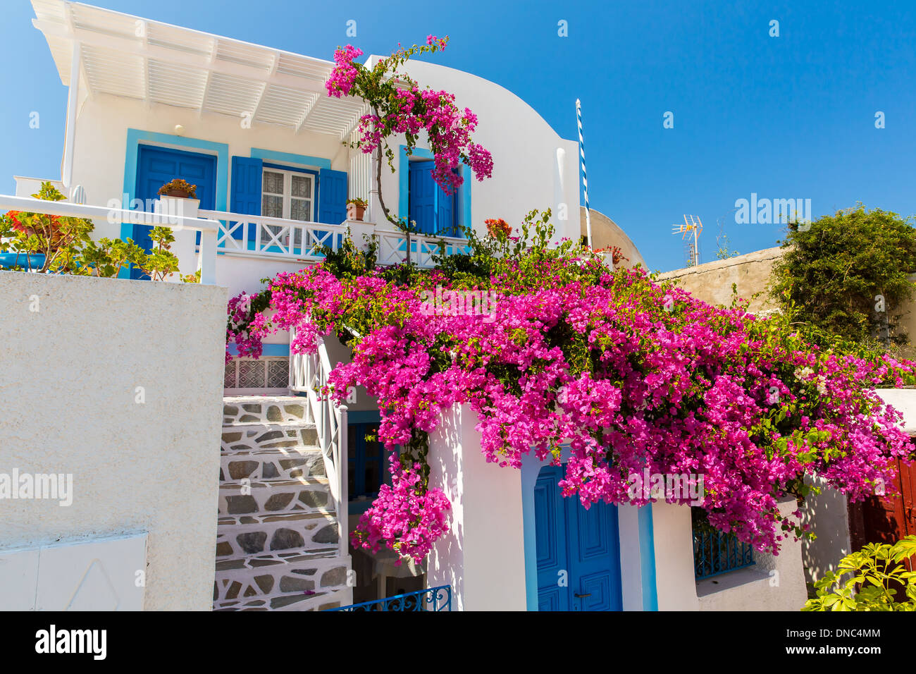 Flowers bougainvillea in Fira town - Santorini island,Crete,Greece