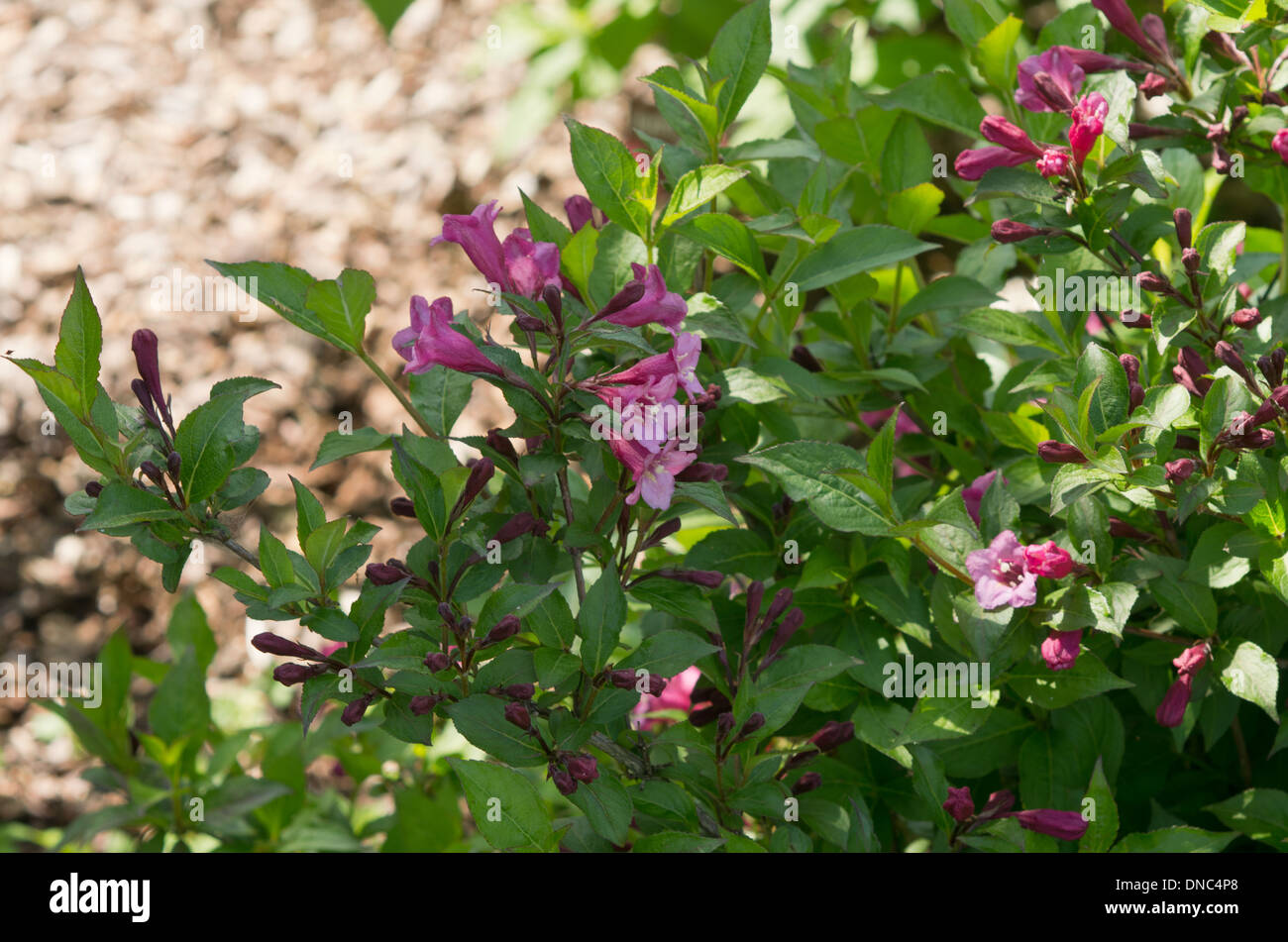 Weigela Minuet Stock Photo - Alamy