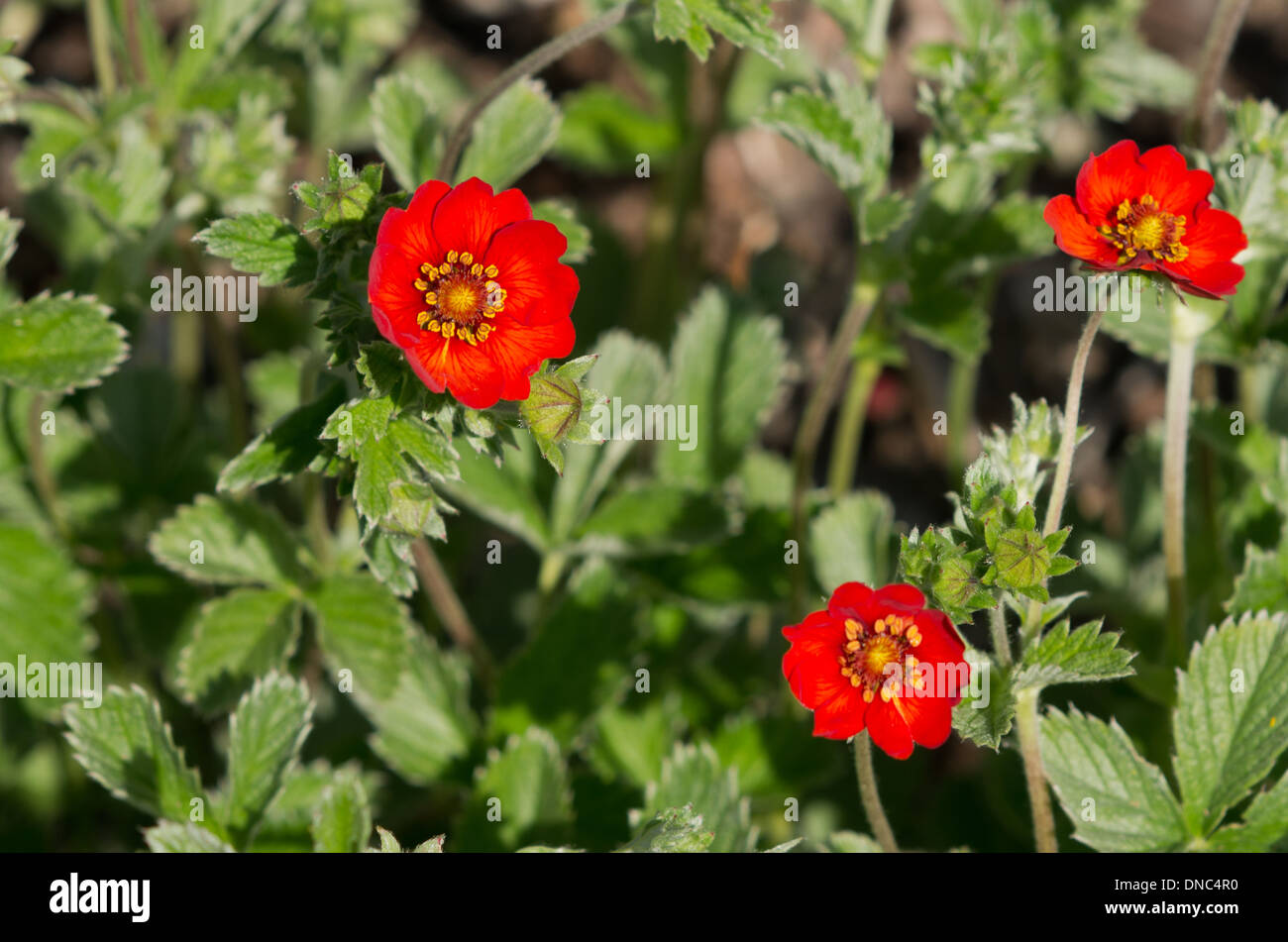 Potentilla atrosanguinea Himalayan Cinquefoil Stock Photo