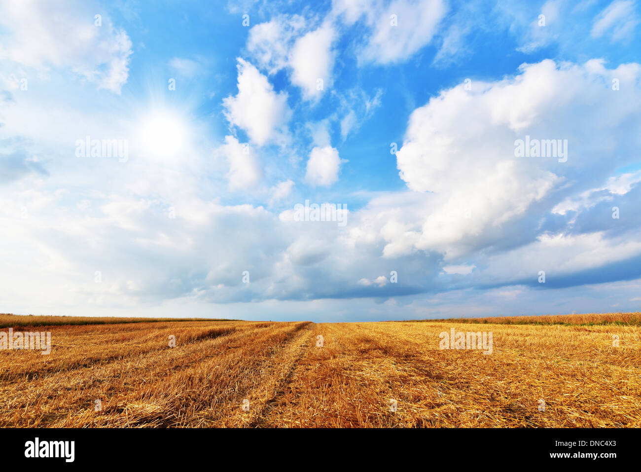 Summer landscape - Wheat field and blue sky with clouds Stock Photo - Alamy