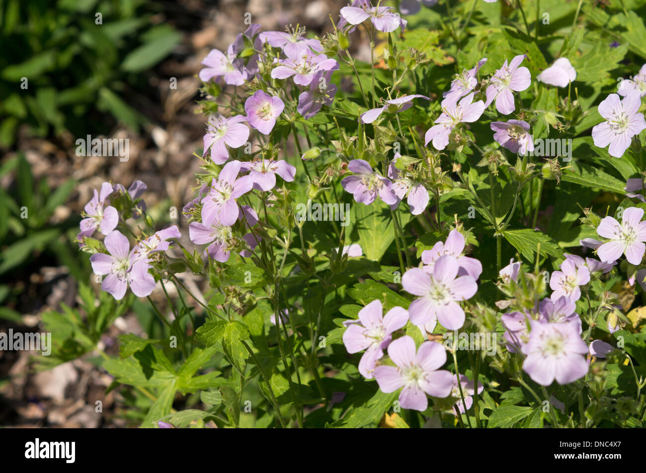 Geranium maculatum  Beth Chatto Stock Photo