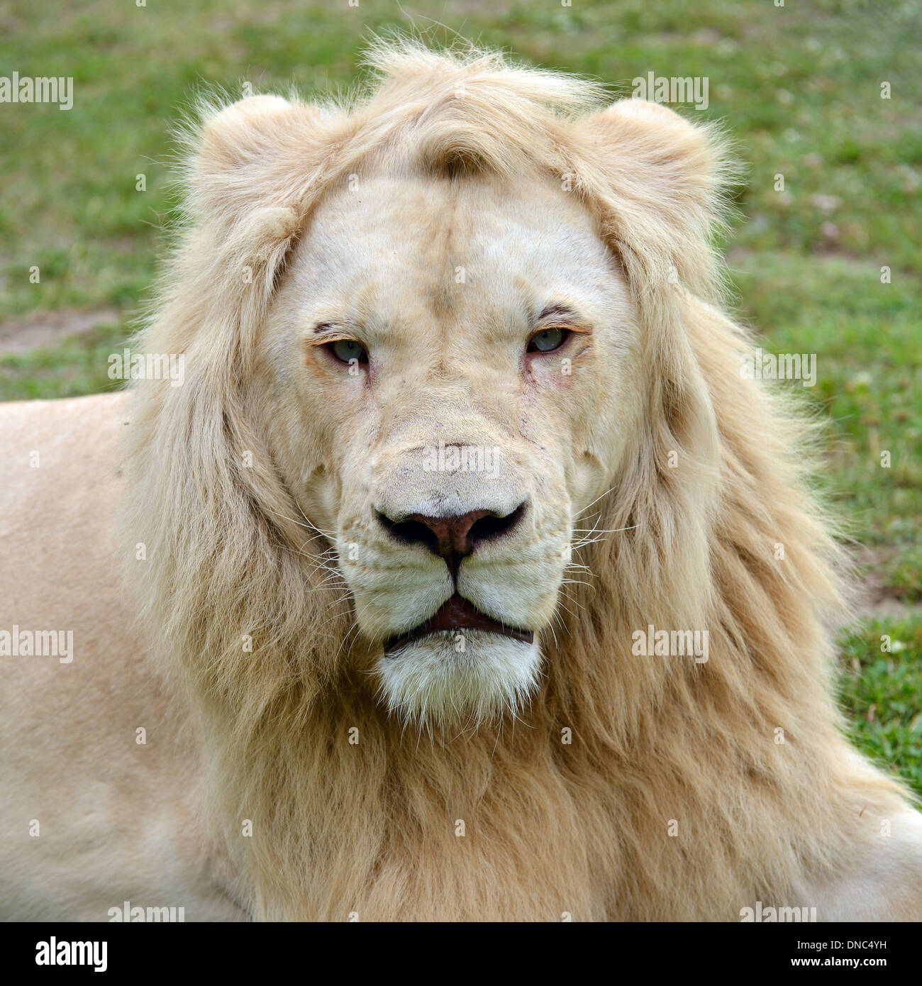 Male White Lion With Blue Eyes