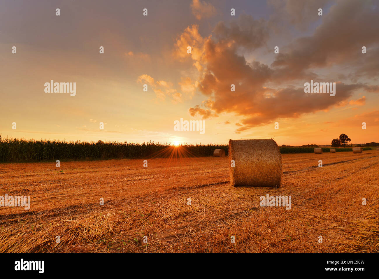 Hay bales on the field after harvest, Poland Stock Photo - Alamy