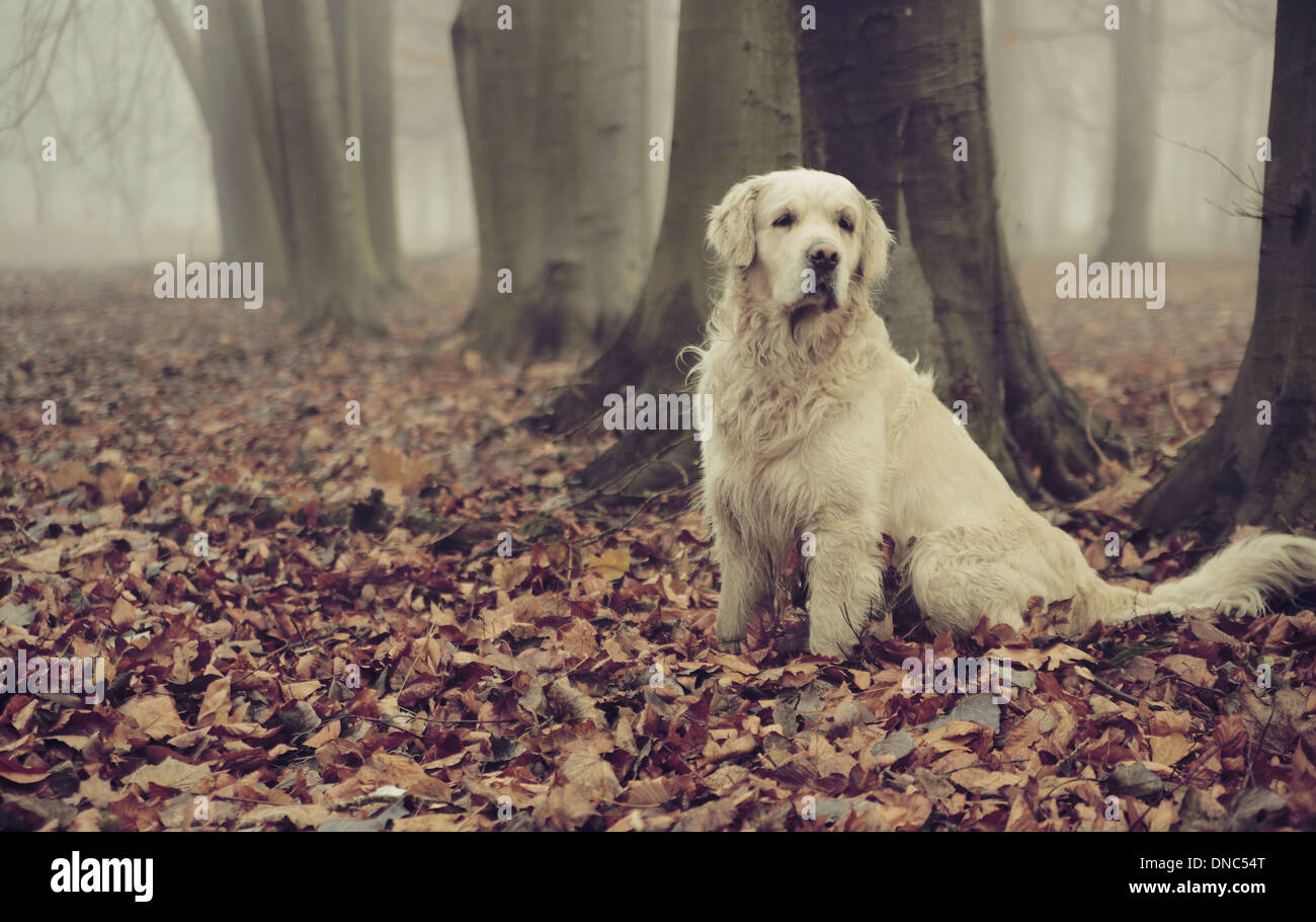 Golden retriever in colorful autumn forest Stock Photo - Alamy