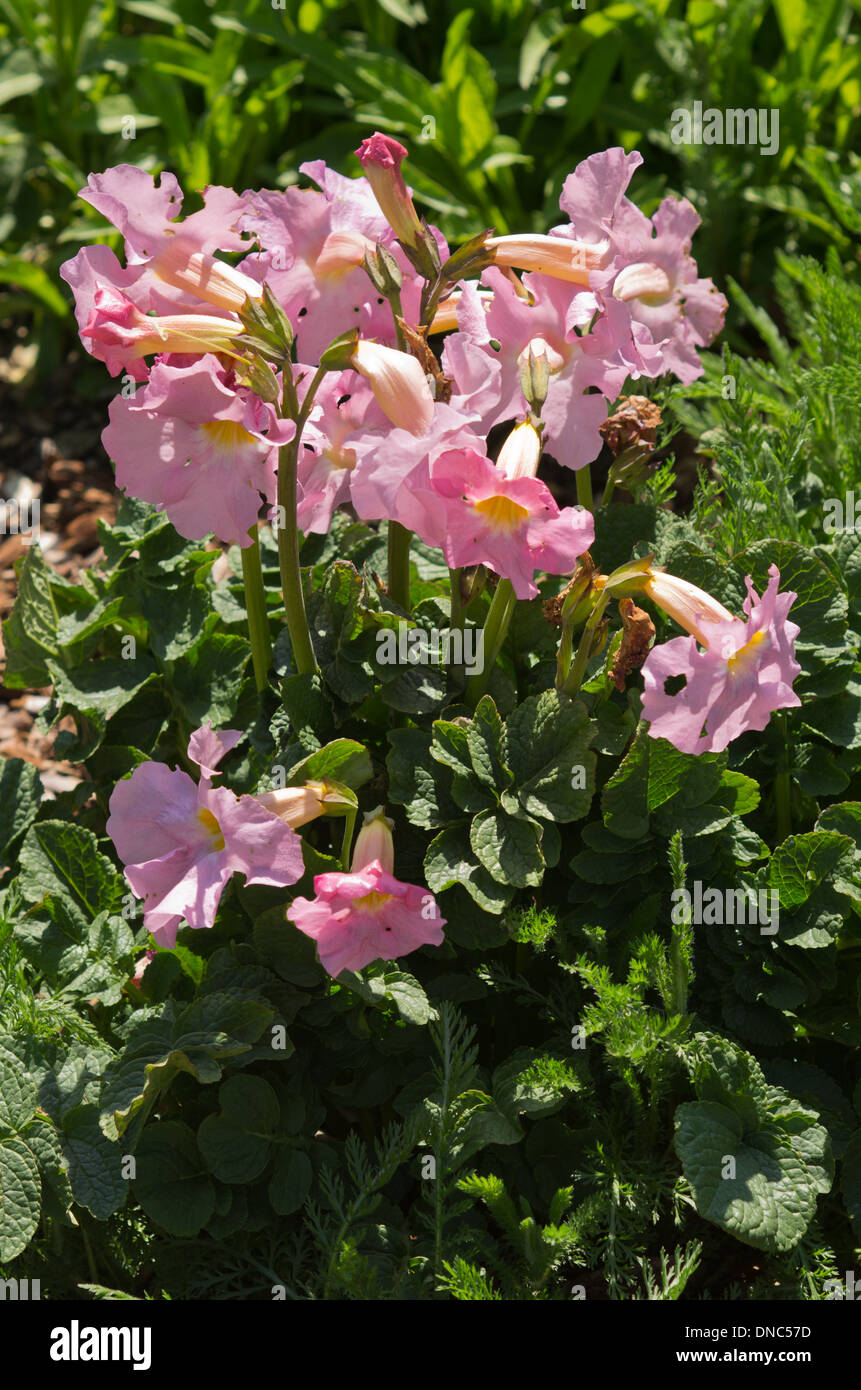 Incarvillea delavayi Bees Pink Stock Photo