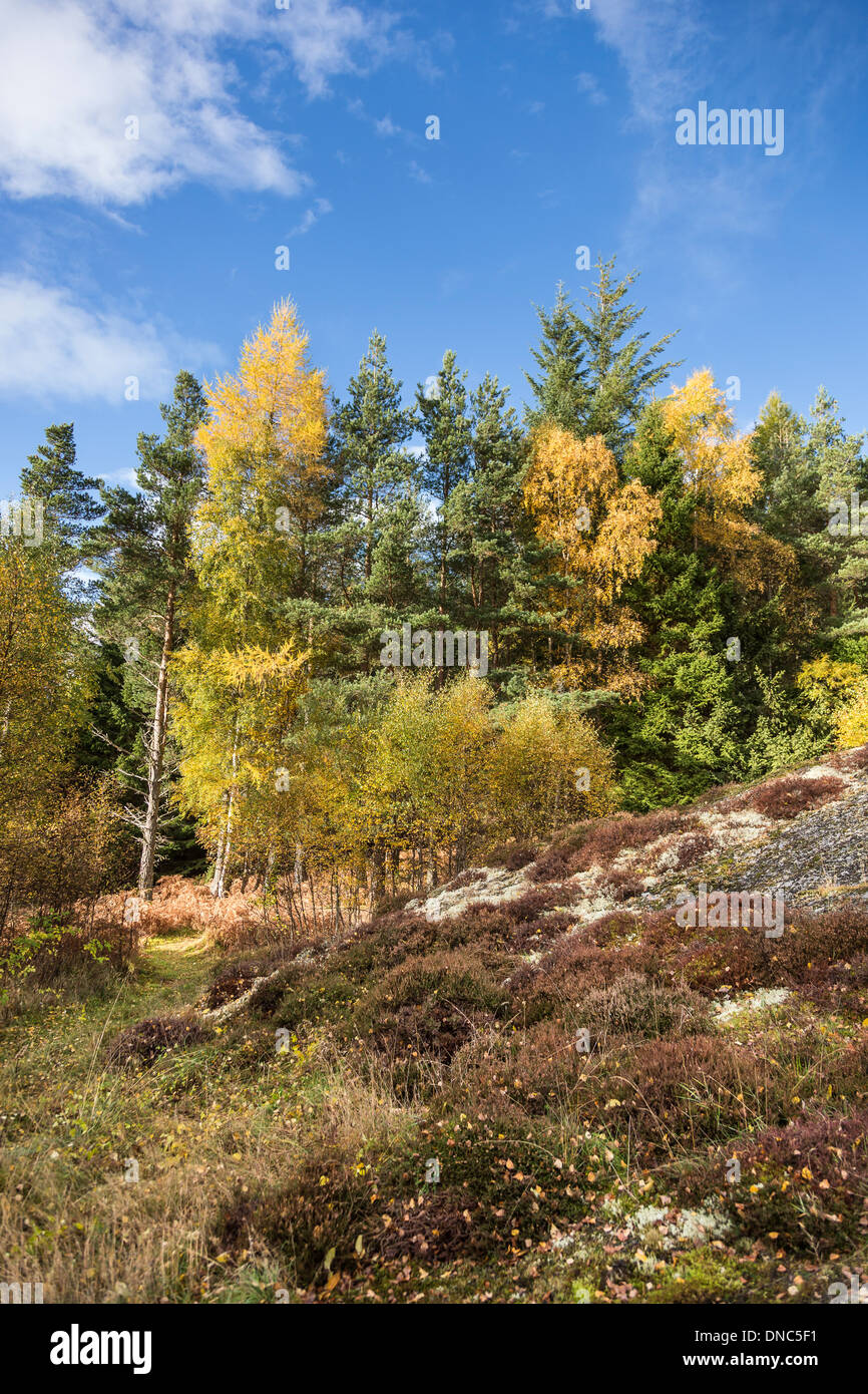Roches Moutonnees (Glacial Rock) in the Cairngorms National Park of Scotland. Stock Photo