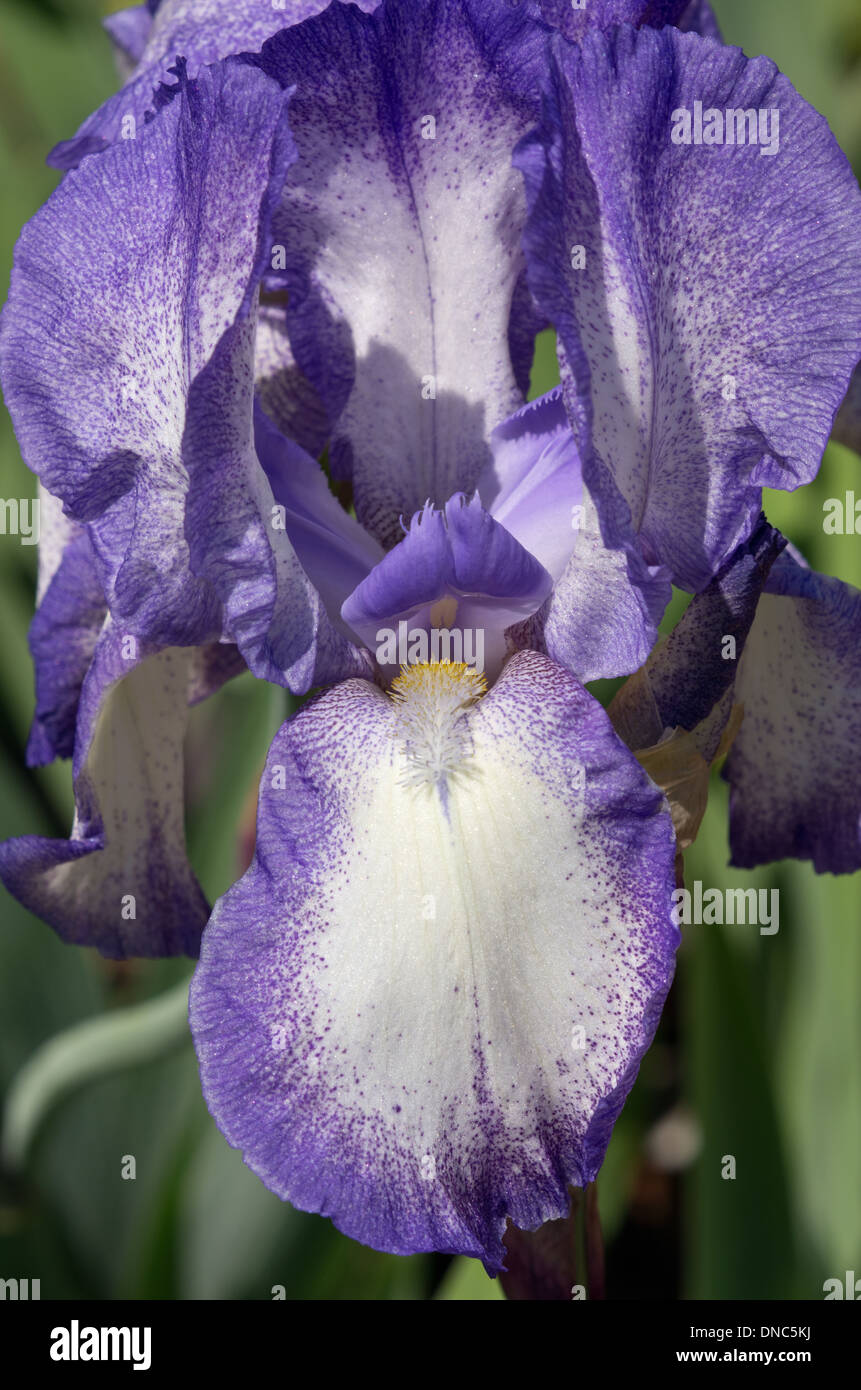 Iris Blue Shimmer Stock Photo