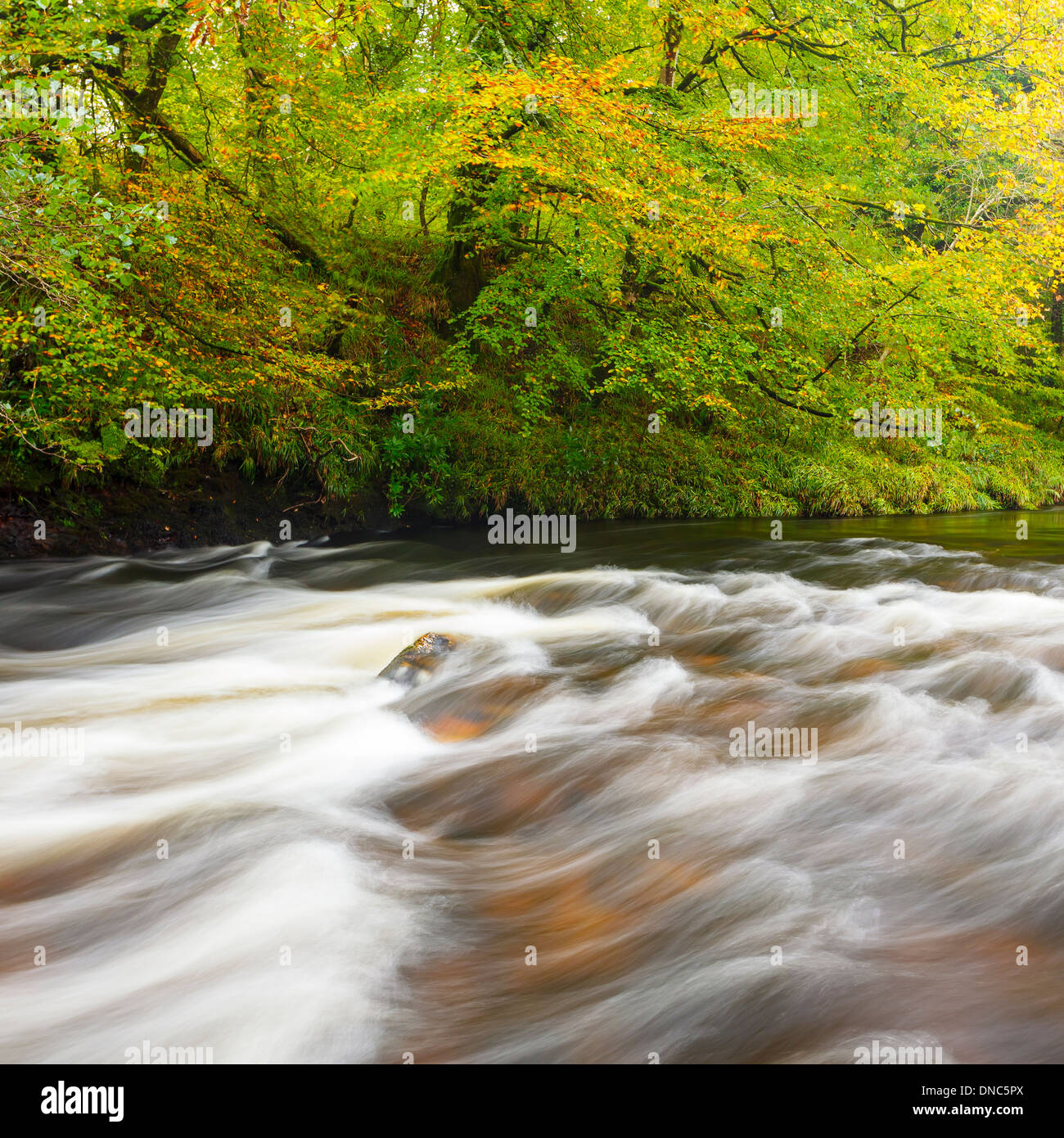 Autumnal River Dart Scene at Newbridge Dartmoor National Park Devon