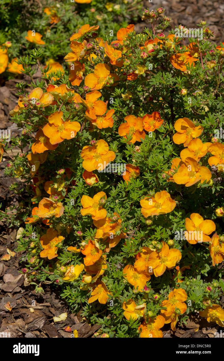 Potentilla fruticosa Sunset Stock Photo 64806868 Alamy